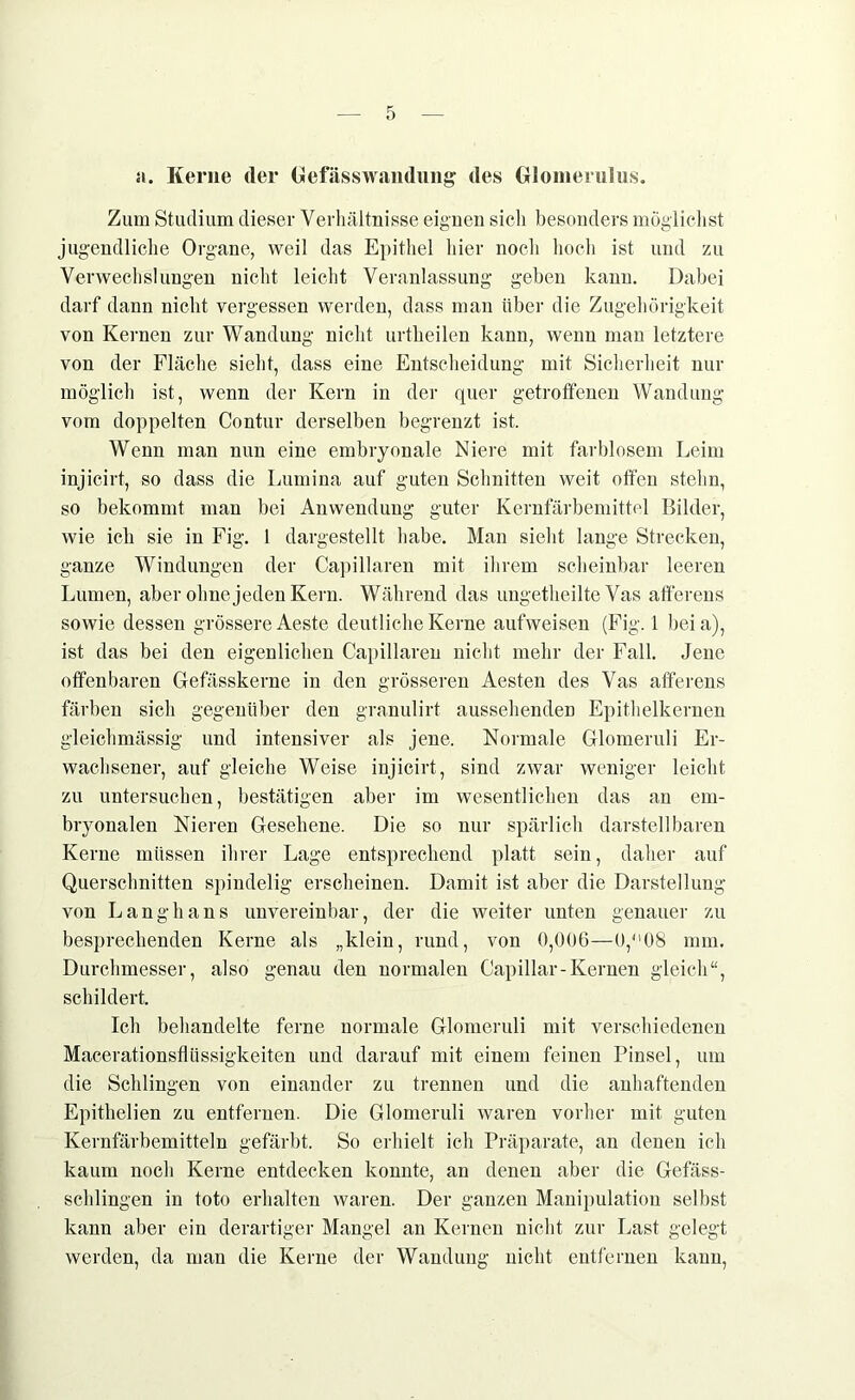 a. Kerne (1er Gefäss wandung des Glomerulus. Zum Studium dieser Verhältnisse eignen sich besonders möglichst jugendliche Organe, weil das Epithel hier noch hoch ist und zu Verwechslungen nicht leicht Veranlassung geben kann. Dabei darf dann nicht vergessen werden, dass man über die Zugehörigkeit von Kernen zur Wandung nicht urtheilen kann, wenn man letztere von der Fläche sieht, dass eine Entscheidung mit Sicherheit nur möglich ist, wenn der Kern in der quer getroffenen Wandung vom doppelten Contur derselben begrenzt ist. Wenn man nun eine embryonale Niere mit farblosem Leim injicirt, so dass die Lumina auf guten Schnitten weit offen stehn, so bekommt man bei Anwendung guter Kernfärbemittel Bilder, wie ich sie in Fig. 1 dargestellt habe. Man sieht lange Strecken, ganze Windungen der Capillaren mit ihrem scheinbar leeren Lumen, aber ohne jeden Kern. Während das ungetheilte Vas afferens sowie dessen grössere Aeste deutliche Kerne aufweisen (Fig. 1 bei a), ist das bei den eigenlichen Capillaren nicht mehr der Fall. Jene offenbaren Gefässkerne in den grösseren Aesten des Vas afferens färben sich gegenüber den granulirt aussehenden Epithelkernen gleichmässig und intensiver als jene. Normale Glomeruli Er- wachsener, auf gleiche Weise injicirt, sind zwar weniger leicht zu untersuchen, bestätigen aber im wesentlichen das an em- bryonalen Nieren Gesehene. Die so nur spärlich darstellbaren Kerne müssen ihrer Lage entsprechend platt sein, daher auf Querschnitten spindelig erscheinen. Damit ist aber die Darstellung von Langhaus unvereinbar, der die weiter unten genauer zu besprechenden Kerne als „klein, rund, von 0,006—0,08 mm. Durchmesser, also genau den normalen Capillar-Kernen gleich“, schildert. Ich behandelte ferne normale Glomeruli mit verschiedenen Macerationsflüssigkeiten und darauf mit einem feinen Pinsel, um die Schlingen von einander zu trennen und die anhaftenden Epithelien zu entfernen. Die Glomeruli waren vorher mit guten Kernfärbemitteln gefärbt. So erhielt ich Präparate, an denen ich kaum noch Kerne entdecken konnte, an denen aber die Gefäss- schlingen in toto erhalten waren. Der ganzen Manipulation selbst kann aber ein derartiger Mangel an Kernen nicht zur Last gelegt werden, da mau die Kerne der Wandung nicht entfernen kann,
