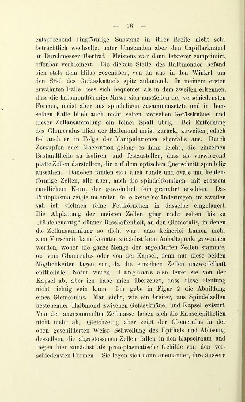 entsprechend ringförmige Substanz in ihrer Breite nicht sehr beträchtlich wechselte, unter Umständen aber den Capillarknäuel an Durchmesser übertraf. Meistens war dann letzterer comprimirt, offenbar verkleinert. Die dickste Stelle des Halbmondes befand sich stets dem Hilus gegenüber, von da aus in den Winkel um den Stiel des Gefässknäuels spitz zulaufend. In meinem ersten erwähnten Falle liess sich bequemer als in dem zweiten erkennen, dass die halbmondförmige Masse sich aus Zellen der verschiedensten Formen, meist aber aus spindeligen zusammensetzte und in dem- selben Falle blieb auch nicht selten zwischen Gefässknäuel und dieser Zellansammlung ein feiner Spalt übrig. Bei Entfernung des Glomerulus blieb der Halbmond meist zurück, zuweilen jedoch fiel auch er in Folge der Manipulationen ebenfalls aus. Durch Zerzupfen oder Maceration gelang es dann leicht, die einzelnen Bestandtheile zu isoliren und festzustellen, dass sie vorwiegend platte Zellen darstellten, die auf dem optischen Querschnitt spindelig aussahen. Daneben fanden sich auch runde und ovale und keulen- förmige Zellen, alle aber, auch die spindelförmigen, mit grossem rundlichem Kern, der gewöhnlich fein granulirt erschien. Das Protoplasma zeigte im ersten Falle keine Veränderungen, im zweiten sah ich vielfach feine Fettkörnchen in dasselbe eingelagert. Die Abplattung der meisten Zellen ging nicht selten bis zu „häutchenartig“ dünner Beschaffenheit, an den Glomerulis, in denen die Zellansammlung so dicht war, dass keinerlei Lumen mehr zum Vorschein kam, konnten zunächst kein Anhaltspunkt gewonnen werden, woher die ganze Menge der angehäuften Zellen stammte, ob vom Glomerulus oder von der Kapsel, denn nur diese beiden Möglichkeiten lagen vor, da die einzelnen Zellen unzweifelhaft epithelialer Natur waren. Langhans also leitet sie von der Kapsel ab, aber ich habe mich überzeugt, dass diese Deutung nicht richtig sein kann. Ich gebe in Figur 2 die Abbildung eines Glomerulus. Man sieht, wie ein breiter, aus Spindelzellen bestehender Halbmond zwischen Gefässknäuel und Kapsel existirt. Von der angesammelten Zellmasse heben sich die Kapselepithelien nicht mehr ab. Gleichzeitig aber zeigt der Glomerulus in der oben geschilderten Weise Schwellung des Epithels und Ablösung desselben, die abgestossenen Zellen fallen in den Kapselraum und liegen hier zunächst als protoplasmatische Gebilde von den ver- schiedensten Formen. Sie legen sich dann aneinander, ihre äussere