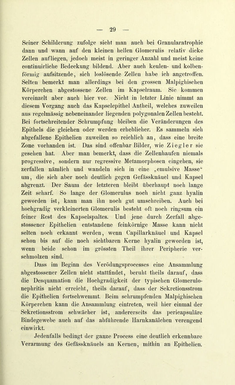 Seiner Schilderung zufolge sieht man auch bei Granularatrophie dann und wann auf den kleinen hellen Glomerulis relativ dicke Zellen aufliegen, jedoch meist in geringer Anzahl und meist keine continuirliche Bedeckung bildend. Aber auch keulen- und kolben- förmig aufsitzende, sich loslösende Zellen habe ich angetroffen. Selten bemerkt man allerdings bei den grossen Malpighischen Körperchen abgestossene Zellen im Kapselraum. Sie kommen vereinzelt aber auch hier vor. Nicht in letzter Linie nimmt an diesem Vorgang auch das Kapselepithel Antheil, welches zuweilen aus regelmässig nebeneinander liegenden polygonalen Zellen besteht. Bei fortschreitender Schrumpfung bleiben die Veränderungen des Epithels die gleichen oder werden erheblicher. Es sammeln sich abgefallene Epithelien zuweilen so reichlich an, dass eine breite Zone vorhanden ist. Das sind offenbar Bilder, wie Ziegler sie gesehen hat. Aber man bemerkt, dass die Zellenhaufen niemals progressive, sondern nur regressive Metamorphosen eingehen, sie zerfallen nämlich und wandeln sich in eine „emulsive Masse“ um, die sich aber noch deutlich gegen Gefässknäuel und Kapsel abgrenzt. Der Saum der letzteren bleibt überhaupt noch lange Zeit scharf. So lange der Glomerulus noch nicht ganz hyalin geworden ist, kann man ihn noch gut umschreiben. Auch bei hochgradig verkleinerten Glomerulis besteht oft noch ringsum ein feiner Best des Kapselspaltes. Und jene durch Zerfall abge- stossener Epithelien entstandene feinkörnige Masse kann nicht selten noch erkannt werden, wenn Capillarknäuel und Kapsel schon bis auf die noch sichtbaren Kerne hyalin geworden ist, wenn beide schon im grössten Theil ihrer Peripherie ver- schmolzen sind. Dass im Beginn des Verödungsprocesses eine Ansammlung abgestossener Zellen nicht stattfindet, beruht theils darauf, dass die Desquamation die Hochgradigkeit der typischen Glomerulo- nephritis nicht erreicht, theils darauf, dass der Sekretionsstrom die Epithelien fortschwemmt. Beim schrumpfenden Malpighischen Körperchen kann die Ansammlung eintreten, weil hier einmal der Sekretionsstrom schwächer ist, andererseits das pericapsuläre Bindegewebe auch auf das abführende Harnkanälchen verengend einwirkt. Jedenfalls bedingt der ganze Process eine deutlich erkennbare Verarmung des Gefässknäuels an Kernen, mithin an Epithelien.