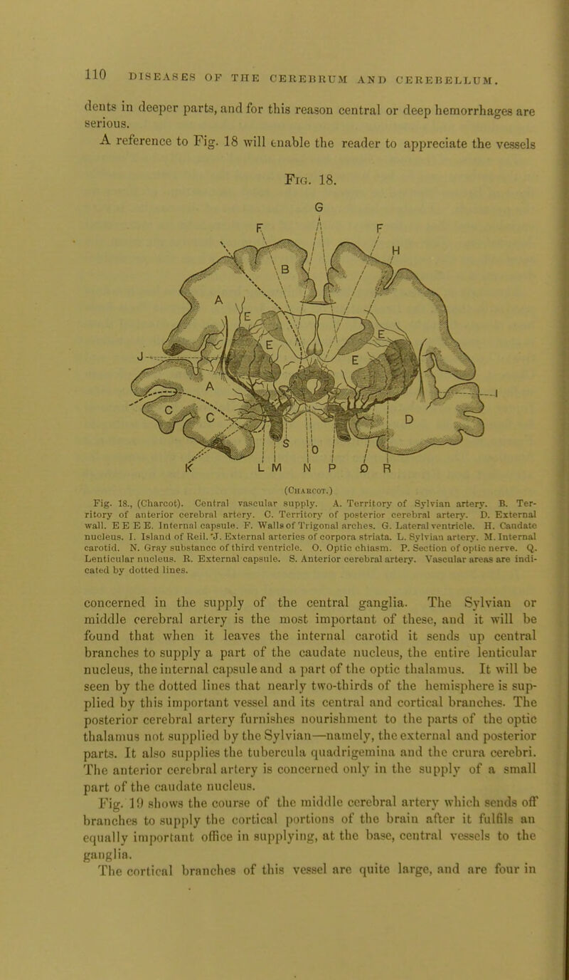 dents in deeper parts, and for this reason central or deep hemorrhages are serious. A reference to Fig. 18 will enable the reader to appreciate the vessels Fig. 18. G (Charcot.) Fig. 18., (Charcot). Central vascular supply. A. Territory of Sylvian artery. B. Ter- ritory of anterior cerebral artery. C. Territory of po.?terior cerebral artery. D. External wall. E E E E. Infernal capsule. F. Walla of Trigonal arches. G. Lateral ventricle. H. Candate nucleus. I. Island of Reil. *J. External arteries of corpora striata. L. Sylvian artery. M. Internal carotid. N. Gray substance of third ventricle. O. Optic chiasm. P. Section of oplie nerve. Q. Lenticular nucleus. R. E.xternal capsule. S. Anterior cerebral artery. Vascular areas are indi- catod by dotted lines. concerned in the supply of the central ganglia. The Sylvian or middle cerebral artery is the most important of these, and it will be found that when it leaves the internal carotid it sends up central branches to supply a part of the caudate nucleus, the entire lenticular nucleus, the internal capsule and a part of tlie optic thalamus. It will be seen by the dotted lines that nearly two-thirds of the hemisphere is sup- plied by this important vessel and its central and cortical branches. The posterior cerebral artery furnishes nourishment to the parts of the optic thalamus not supplied by the Sylvian—namely, the external and posterior parts. It also supplies the tubercula quadrigemina and the crura cerebri. The anterior cerebral artery is concerned only in the supply of a small part of the caudate nucleus. Fig. 19 shows the course of the middle cerebral artery which sends ofl' branches to supply the cortical portions of the brain after it fulfils an equally important office in supplying, at the base, central vessels to the ganglia. The cortical branches of this vessel are quite large, and are four in