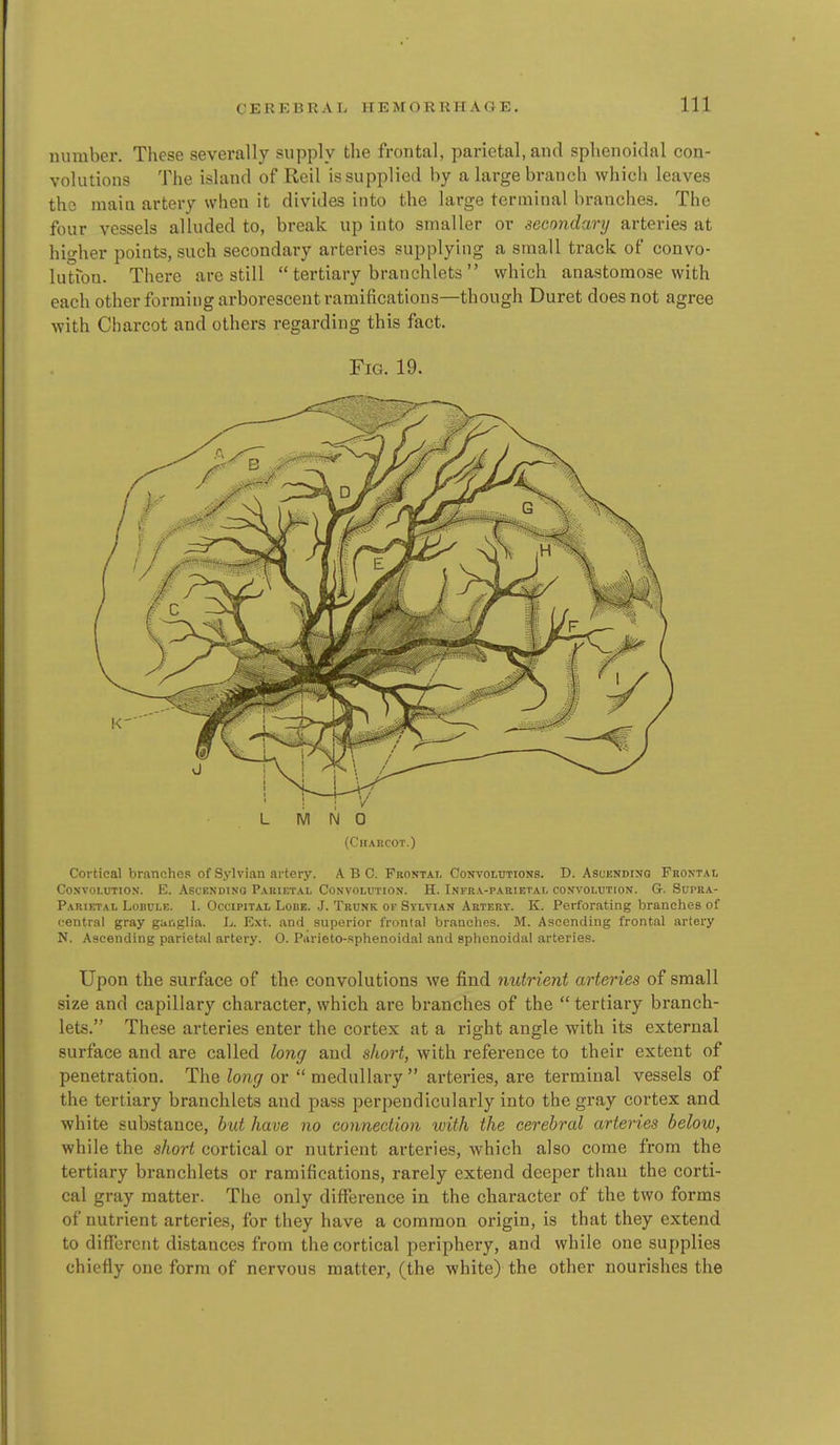 number. These severally supply the frontal, parietal, and sphenoidal con- volutions The island of Reil is supplied by a large branch which leaves the raaia artery when it divides into the large terminal branches. The four vessels alluded to, break up into smaller or secondary arteries at higher points, such secondary arteries supplying a small track of convo- lutfon. There are still  tertiary branchlets  which anastomose with each other forming arborescent ramifications—though Duret does not agree with Charcot and others regarding this fact. Fig. 19. (Charcot.) Cortical branches of Sylvian artery. ABC. FnosTAr, Convolutions. D. Asukkdino Frontal Convolution. E. Ascendisq Parietal Convolution. H. Infra-parietal convolution. G. Supra- Parietal Lobulb. I. Occipital Lobe. J. Trunk of Sylvian Artery. K. Perforating branches of (■entral gray guraglia. L. Ext. and superior frontal branches. M. Ascending frontal artery N. Ascending parietal artery. 0. Parieto-.'sphenoidal and sphenoidal arteries. Upon the surface of the convolutions we find nutrient arteries of small size and capillary character, which are branches of the  tertiary branch- lets. These arteries enter the cortex at a right angle with its external surface and are called long and short, with reference to their extent of penetration. The long or  medullary  arteries, are terminal vessels of the tertiary branchlets and pass perpendicularly into the gray cortex and white substance, hut have no connection with the cerebral arteries below, while the short cortical or nutrient arteries, which also come from the tertiary branchlets or ramifications, rarely extend deeper than the corti- cal gray matter. The only difference in the character of the two forms of nutrient arteries, for they have a common origin, is that they extend to different distances from the cortical periphery, and while one supplies chiefly one form of nervous matter, (the white) the other nourishes the
