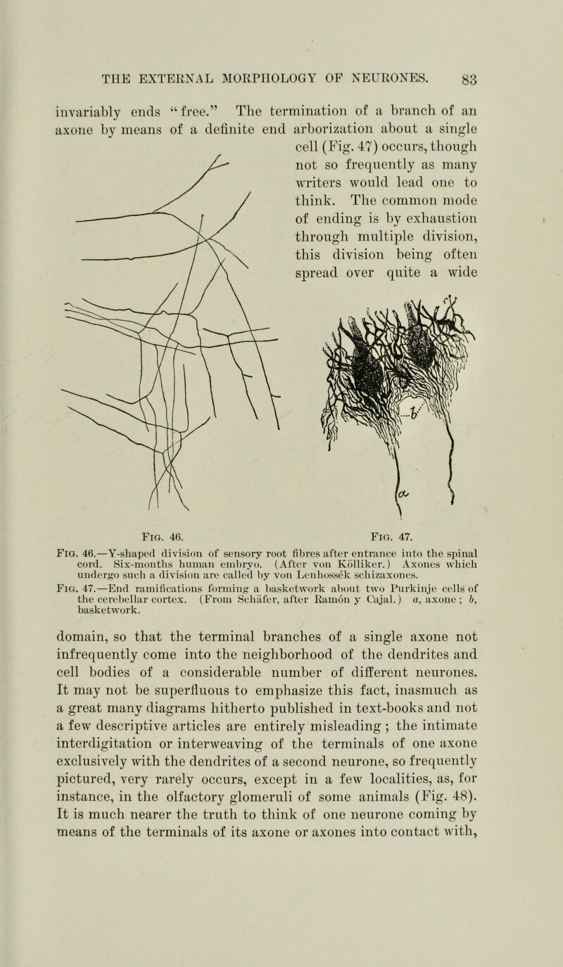 invariably ends “free.” The termination of a branch of an axone by means of a definite end arborization about a single cell (Fig. 47) occurs, though not so frequently as many writers would lead one to think. The common mode of ending is by exhaustion through multiple division, this division being often spread over quite a wide Fig. 46. Fig. 47. Fig. 46.—Y-shaped division of sensory root fibres after entrance into the spinal cord. Six-months human embryo. (After von Kolliker.) Axones which undergo such a division are called by von Lenhossek schizaxones. Fig. 47.—End ramifications forming a basketwork about two Purkinje cells of the cerebellar cortex. (From Schafer, after Ramon y Cajal.) a, axone ; b, basketwork. domain, so that the terminal branches of a single axone not infrequently come into the neighborhood of the dendrites and cell bodies of a considerable number of different neurones. It may not be superfluous to emphasize this fact, inasmuch as a great many diagrams hitherto published in text-books and not a few descriptive articles are entirely misleading ; the intimate interdigitation or interweaving of the terminals of one axone exclusively with the dendrites of a second neurone, so frequently pictured, very rarely occurs, except in a few localities, as, for instance, in the olfactory glomeruli of some animals (Fig. 48). It is much nearer the truth to think of one neurone coming by means of the terminals of its axone or axones into contact with,