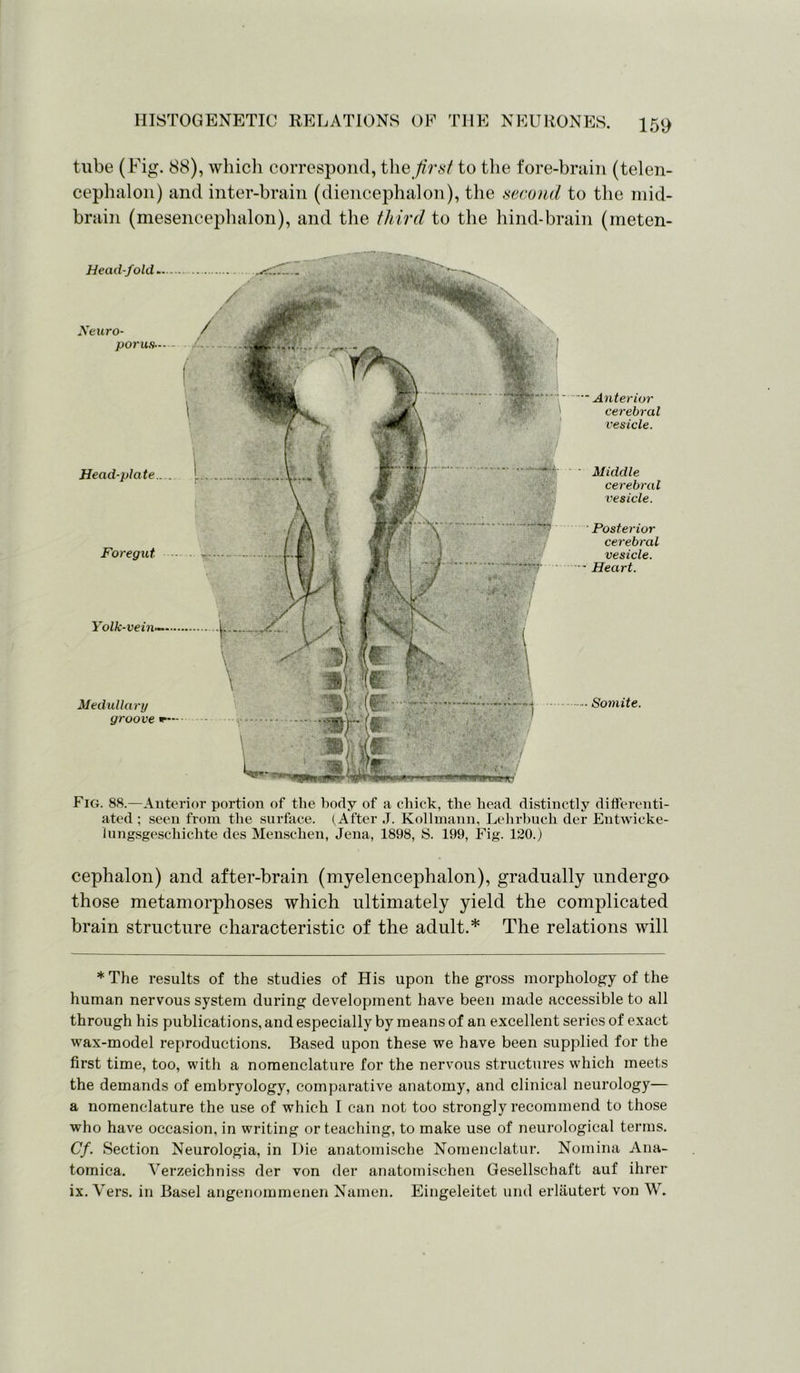 tube (Fig. 88), which correspond, the first to the fore-brain (telen- cephalon) and inter-brain (diencephalon), the second to the mid- brain (mesencephalon), and the third to the hind-brain (meten- Fig. 88.—Anterior portion of the body of a chick, the head distinctly differenti- ated ; seen from the surface. (After J. Kollmann, Lehrbucli der Entwicke- lungsgeschichte des Menschen, Jena, 1898, S. 199, Fig. 120.) cephalon) and after-brain (myelencephalon), gradually undergo those metamorphoses which ultimately yield the complicated brain structure characteristic of the adult.* The relations will *The results of the studies of His upon the gross morphology of the human nervous system during development have been made accessible to all through his publications, and especially by means of an excellent series of exact wax-model reproductions. Based upon these we have been supplied for the first time, too, with a nomenclature for the nervous structures which meets the demands of embryology, comparative anatomy, and clinical neurology— a nomenclature the use of which I can not too strongly recommend to those who have occasion, in writing or teaching, to make use of neurological terms. Cf. Section Neurologia, in Die anatomische Nomenclatur. Nomina Ana- tomica. Verzeichniss der von der anatomischen Gesellschaft auf ihrer ix. Vers, in Basel angenommenen Namen. Eingeleitet und erlautert von W.