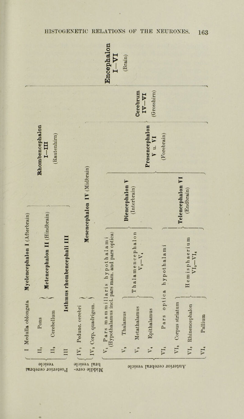 Medulla oblongata Myelencephalon I (Afterbrain) d o d tr1 © 1 O M d w o3 PQ a a Jh & © Sh 0) O > -a > M pG C/5 C/2 O f-i o a o rH 03 & M ® M ® M S I 0> I pD M a O ,C| A G *1 • rH pG g 05 eS 03 cd G x a © 'S M -a £ © . c 3 zn  © © Ph cd Sh r© © o &H ed Sh .© G3 C © rt sL © © M © © ea pC ©. © © © © ,© © © — © GO C3 pfi ©. © © © GO © cd • p- o ed cd -G a, o 03 S-p ed ©p ° G Cp cd JTe cd G to •Pi CO P-. ^ ~ Cd Cd Op ® £ X pG © ® §j= G O cd pG o © a © £ cd cd pG H I ©» > £ ed cd pG o ©p ►» pG ■ ed O © _ £ .£ ed ed — Ch ’5 & C c W © H © cd £> ©p * &H C* CO [-1 — > E © GO o ©p © © © o © s-p © o © G G T3 © Ph © b£> cd G a* d, tn o O ._p o r-* ~ -rH r C/D £3 ^ 03 g Ep5 cd co pG cd Gp 0_i e jd Id pG H pCd ed -G P-3 cd p-p © © G £ cd pG pn> ’©p PS K* ©p o CO Sn cd Ph > cd © 03 G ©p c_ o O ►> G o ’ed X ©p © o G © G ©3 en HH > £ G <G Ph spissA T^aqaaao jous^soj 8J01S8A [T?jq -saao aippi]/\[ 8J0IS8A JTUqa.IOO aoi.is'piy