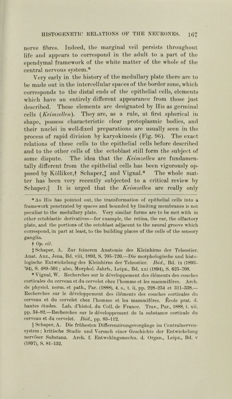 nerve fibres. Indeed, the marginal veil persists throughout life and appears to correspond in the adult to a part of the ependymal framework of the white matter of the whole of the central nervous system.* Very early in the history of the medullary plate there are to be made out in the intercellular spaces of the border zone, which corresponds to the distal ends of the epithelial cells, elements which have an entirely different appearance from those just described. These elements are designated by His as germinal cells (Keimzellen). They are, as a rule, at first spherical in shape, possess characteristic clear protoplasmic bodies, and their nuclei in well-fixed preparations are usually seen in the process of rapid division by karyokinesis (Fig. 96). The exact relations of these cells to the epithelial cells before described and to the other cells of the ectoblast still form the subject of some dispute. The idea that the Keimzellen are fundamen- tally different from the epithelial cells has been vigorously op- posed by Kolliker,f Schaper,]; and Vignal.* The whole mat- ter has been very recently subjected to a critical review by Schaper. || It is urged that the Keimzellen are really only *As His has pointed out, the transformation of epithelial cells into a framework penetrated by spaces and bounded by limiting membranes is not peculiar to the medullary plate. Very similar forms are to be met with in other ectoblastic derivatives—for example, the retina, the ear, the olfactory plate, and the portions of the ectoblast adjacent to the neural groove which correspond, in part at least, to the building places of the cells of the sensory ganglia. \ Op. cit. \ Schaper, A. Zur feineren Anatomie des Kleinhirns der Teleostier. Anat. Anz., Jena, Bd. viii, 1893, S. 705-720.—Die morphologische und histo- logische Entwickelung des Kleinhirns der Teleostier. Ibid., Bd. ix (1893- ’94), S. 489-501; also, Morphol. Jahrb., Leipz., Bd. xxi (1894), S. 625-708. # Vignal, W. Recherches sur le developpement des elements des couches corticales du cerveau etdu cervelet chez l’homme et les mammiferes. Arch, de physiol, norm, et path., Par. (1888), 4. s., t. ii, pp. 228-254 et 311-338.— Recherches sur le developpement des elements des couches corticales du cerveau et du cervelet chez l’homme et les mammiferes. Nicole prat. d. hautes etudes. Lab. d’histol. du Coll, de France. Trav., Par., 1888, t. xii, pp. 54-82.—Recherches sur le developpement de la substance corticale du cerveau et du cervelet. Ibid., pp. 83-112. | Schaper, A. Die friihesten Differenzirungsvorgange im Centralnerven- system; kritische Studie und Versuch einer Geschichte der Entwickelung nervoser Substanz. Arch. f. Entwcklngsmechn. d. Organ., Leipz., Bd. v (1897), S. 81-132.
