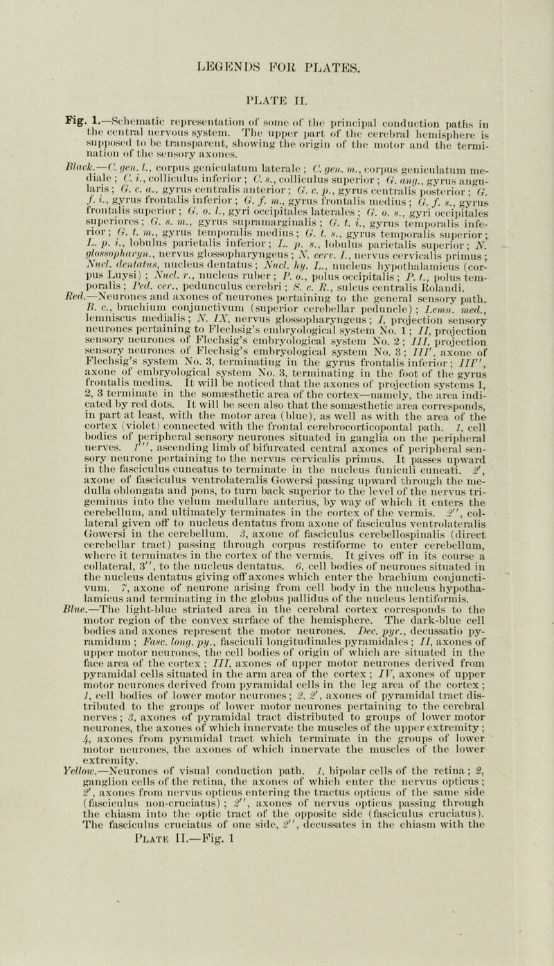 PLATE II. Fl&- 1.—Schematic representation of some of the principal conduction paths in the central nervous system. The upper part of the cerebral hemisphere is supposed to be transparent, showing the origin of the motor and the termi- nation of the sensory axones. Black— C. gen. /., corpus genieulatum laterale ; C. gen. m., corpus geniculatum me- diale ; C. i, colliculus inferior ; C. s., colliculus superior ; G. ang., gyrus angu- hiris ; G. c. a., gyrus centralis anterior ; G. c. p., gyrus centralis posterior ; G. J. /., gyrus frontalis inferior ; G. f. m., gyrus frontalis medius ; G. f. s., gyrus frontalis superior ; G. o. 1., gyri occipitales laterales ; G. o. s., gyri occipitales superiores; G. s. m., gyrus supramarginalis ; G. t. i., gyrus temporalis infe- rior; G. t. m., gyrus temporalis medius; G. t. s., gyrus temporalis superior; L. p. i., lobulus parietalis inferior; L. p. s., lobulus parietalis superior; N. glossopharyn., nervus glossopharyngeus ; N. cerv. /., nervus cervical is primus ; Nucl. dentatus, nucleus dentatus; Nucl. liy. L., nucleus hypothalamicus (cor- pus Luysi) ; Nucl. r., nucleus ruber; P. a., polus occipitalis; P. 1., polus tem- poralis; Ped. cer., pedunculus cerebri; S. c. R., sulcus centralis Rolandi. Red.—Neurones and axones of neurones pertaining to the general sensory path. B. c., brachium conjunctivum (superior cerebellar peduncle); Lenin, med., lemniscus medialis; N. IX, nervus glossopharyngeus; I, projection sensory neurones pertaining to Flechsig’s embryological system No. 1; II, projection III, projection IIP. ax one of - o — ~~ inferior; III, axone of embryological system No. 3, terminating in the foot of the gyrus frontalis medius. It will be noticed that the axones of projection systems 1, 2, 3 terminate in the somsesthetic area of the cortex—namely, the area indi- cated by red dots. It will be seen also that the somsesthetic area corresponds, in part at least, with the motor area (blue), as well as with the area of the cortex (violet) connected with the frontal cerebrocorticopontal path. 1, cell bodies of peripheral sensory neurones situated in ganglia on the peripheral nerves. 1', ascending limb of bifurcated central axones of peripheral sen- sory neurone pertaining to the nervus cervicalis primus. It passes upward in the fasciculus cuneatus to terminate in the nucleus funiculi cuneati. 2', axone of fasciculus ventrolateralis Gowersi passing upward through the me- dulla oblongata and pons, to turn back superior to the level of the nervus tri- geminus into the velum medullare anterius, by way of which it enters the cerebellum, and ultimately terminates in the cortex of the vermis. 2, col- lateral given off to nucleus dentatus from axone of fasciculus ventrolateralis Gowersi in the cerebellum. 3, axone of fasciculus cerebellospinalis (direct cerebellar tract) passing through corpus restiforme to enter cerebellum, where it terminates in the cortex of the vermis. It gives off in its course a collateral, 3, to the nucleus dentatus. 6, cell bodies of neurones situated in the nucleus dentatus giving off axones which enter the brachium conjuncti- vum. 7, axone of neurone arising from cell body in the nucleus hypotha- lamicus and terminating in the globus pallidus of the nucleus lentiformis. Blue.—The light-blue striated area in the cerebral cortex corresponds to the motor region of the convex surface of the hemisphere. The dark-blue cell bodies and axones represent the motor neurones. Dec. pyr., decussatio py- ramidum ; Fuse. long, py., fasciculi longitudinales pyramidales ; II, axones of upper motor neurones, the cell bodies of origin of which are situated in the face area of the cortex ; III, axones of upper motor neurones derived from pyramidal cells situated in the arm area of the cortex ; IV, axones of upper motor neurones derived from pyramidal cells in the leg area of the cortex ; 1, cell bodies of lower motor neurones; 2. 2', axones of pyramidal tract dis- tributed to the groups of lower motor neurones pertaining to the cerebral nerves; 3, axones of pyramidal tract distributed to groups of lower motor neurones, the axones of which innervate the muscles of the upper extremity ; 4, axones from pyramidal tract which terminate in the groups of lower motor neurones, the axones of which innervate the muscles of the lower extremity. Yellow.—Neurones of visual conduction path. 1, bipolar cells of the retina; 2, ganglion cells of the retina, the axones of which enter the nervus opticus; 2', axones from nervus opticus entering the traetus opticus of the same side (fasciculus non-cruciatus) ; 2, axones of nervus opticus passing through the chiasm into the optic tract of the opposite side (fasciculus cruciatus). The fasciculus cruciatus of one side, 2, decussates in the chiasm with the