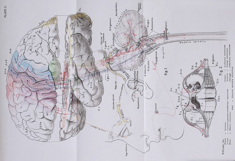 Black = Outline Green Violet = Cerebro-ponto-eerebellar neurones Yellow