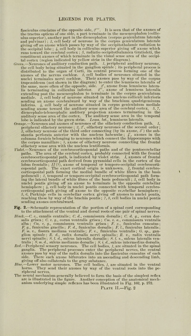 fasciculus cruciatus of the opposite side, 2'. It is seen that of the axones of the tractus opticus of one side, a part terminate in the mesencephalon (collic- ulus superior), another part in the diencephalon (corpus geniculatum laterale and pulvinar) ; 3, cell body of neurone in the corpus geniculatum laterale giving off an axone which passes by way of the occipitothalamic radiation to the occipital lobe ; 4, cell body in colliculus superior giving oil’ axone which runs toward (lie cerebral cortex; 5, radiatio occipitothalamica Gratioleti, the constituent axones of which terminate in the visual sense area of the occipi- tal cortex (region indicated by yellow striae in the diagram). Green.—Neurones of auditory conduction path. 1, peripheral auditory neurone, the cell body being situated in the ganglion spirale ; its peripheral process is distributed to the organ of Corti, its central process forming one of the axones of the nervus cochleae. 2, cell bodies of neurones situated in the nuclei terminales nervi cochleae. Their axones pass by way of the corpus trapezoideum (not shown in the diagram) to enter the lemniscus lateralis of the same, more often of the opposite, side. 2', axone from lemniscus latera- lis terminating in colliculus inferior. 2, axone of lemniscus lateralis extending past the mesencephalon to terminate in the corpus geniculatum mediale. 3, cell body of neurone situated in the nucleus colliculi inferioris sending an axone cerebralward by way of the brachium quadrigeminum inferius. 4, cell body of neurone situated in corpus geniculatum mediale sending axone toward the auditory sense area of the cerebral cortex. 5, 7, diencephalo-telencephalic auditory projection axones terminating in the auditory sense area of the cortex. The auditory sense area in the temporal lobe is indicated by the green strife. Lemn. lat., lemniscus lateralis. Orange.—Neurones and axones of neurones of the olfactory conduction path. 1, peripheral olfactory neurone; 2, 2', olfactory neurones of the second order; 3, olfactory neurone of the third order connecting (by its axone, 3') the sub- stantia perforata anterior with the nucleus habenulae; 4', axones in the columna fornicis belonging to neurones which connect the hippocampus with the corpus mamillare ; 5, axone of olfactory neurone connecting the frontal olfactory sense area with the nucleus lentiformis. Violet.—Neurones of the cerebrocorticopontal paths and of the pontocerebellar paths. The area of the cerebral cortex, probably connected with the frontal cerebrocorticopontal path, is indicated by violet strife. I, axones of frontal cerebrocorticopontal path derived from pyramidal cells in the cortex of the lobus frontalis; //(?), axone of temporal or temporo-occipital cerebrocorti- copontal path. The exact cortical origin is unknown. 1, frontal cerebro- corticopontal path forming the medial bundle of white fibres in the basis pedunculi; 2, temporal or temporo-occipital cerebrocorticopontal path form- ing the lateral bundle of white fibres of the basis pedunculi; 3, cell body in nuclei pontis giving oif an axone to terminate in the opposite cerebellar hemisphere; 4, cell body in nuclei pontis connected with temporal cerebro- corticopontal path giving oft' axone to the opposite cerebellar hemisphere; 5, 6, Purkinje cells in cerebellar cortex giving oft' axones to nuclei pontis, reaching these by way of the brachia pontis ; 7, 8, cell bodies in nuclei pontis sending axones cerebralward. Fig. 2 .—Schematic representation of the portion of a spinal cord corresponding to the attachment of the ventral and dorsal roots of one pair of spinal nerves. Black.—C. c., canalis centralis; C. d., commissura dorsalis; C. d. g., cornu dor- salis grisea ; C. v. g., cornu ventralis grisea ; Cm. v. a., commissura ventralis alba; Cm. v. g., commissura ventralis grisea; F. c., funiculus cuneatus; F. g., funiculus gracilis; F. d., funiculus dorsalis; F. 1., funiculus lateralis; F. m. v., fissura mediana ventralis; F. v., funiculus ventralis; G. sp., gan- glion spinale ; R. d., radix dorsalis nervi spinalis; R. v., radix ventralis nervi spinalis; B. 1. cl., sulcus lateralis dorsalis; B. 1. v., sulcus lateralis ven- tralis ; B. m. d., sulcus medianus dorsalis ; B. i. d., sulcus intermedius dorsalis. Red.—Peripheral sensory neurones. The cell bodies, 1, are situated in the spinal ganglia. The peripheral processes enter the peripheral nerves, the central axones pass by way of the radix dorsalis into the fasciculus cuneatus of each side. There each axone bifurcates into an ascending and descending limb, giving off also collaterals to the gray substance. Blue.—Lower motor neurones. The cell bodies, 1, are situated in the ventral horns. They send their axones by way of the ventral roots into the pe- ripheral nerves. The neural mechanism generally believed to form the basis of the simplest reflex arc is illustrated in the figure. Another conception of the anatomical mech- anism underlying simple reflexes has been illustrated in Fig. 102, p. 272.