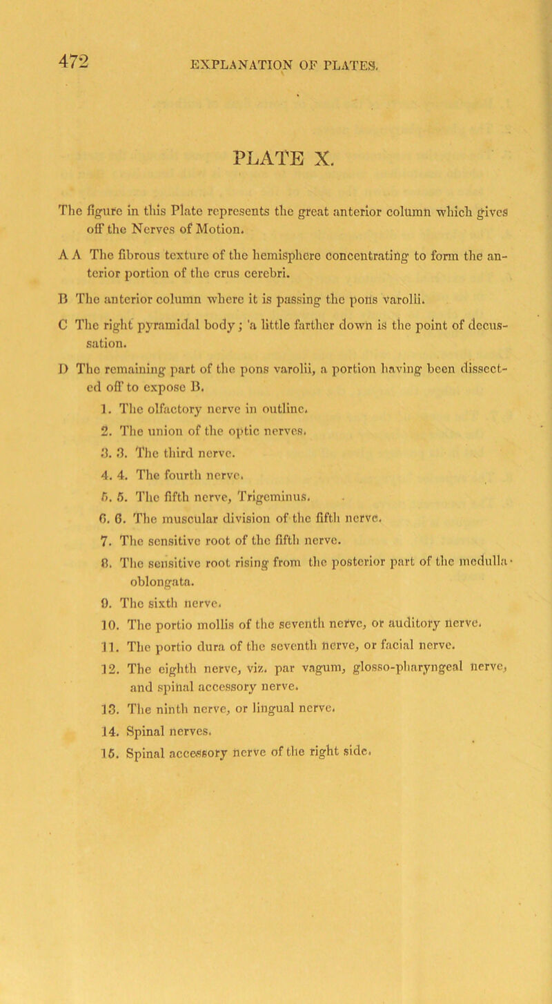 PLATE X. The figure in this Plate represents the great anterior column which gives off the Nerves of Motion. A A The fibrous texture of the hemisphere concentrating to form the an- terior portion of the crus cerebri. B The anterior column where it is passing the pons Varolli. C The right pyramidal body; 'a little farther down is the point of decus- sation. I) Tho remaining part of the pons varolii, a portion having been dissect- ed off to expose B. ]. The olfactory nerve in outline. 2. The union of the optic nerves. 3. 3. The third nerve. 4. 4. The fourth nerve. 5. 5. The fifth nerve, Trigeminus. fi. 6. The muscular division of the fifth nerve. 7. The sensitive root of the fifth nerve. fi. The sensitive root rising from the posterior part of the medulla- oblongata. 9. Tho sixtli nerve. 10. The portio mollis of the seventh nerve, or auditory nerve. 11. The portio dura of the seventh nerve, or facial nerve. 12. The eighth nerve, viz. par vngum, glosso-pliaryngeal nerve, and spinal accessory nerve. 13. The ninth nerve, or lingual nerve. 14. Spinal nerves. 15. Spinal accessory nerve of the right side.