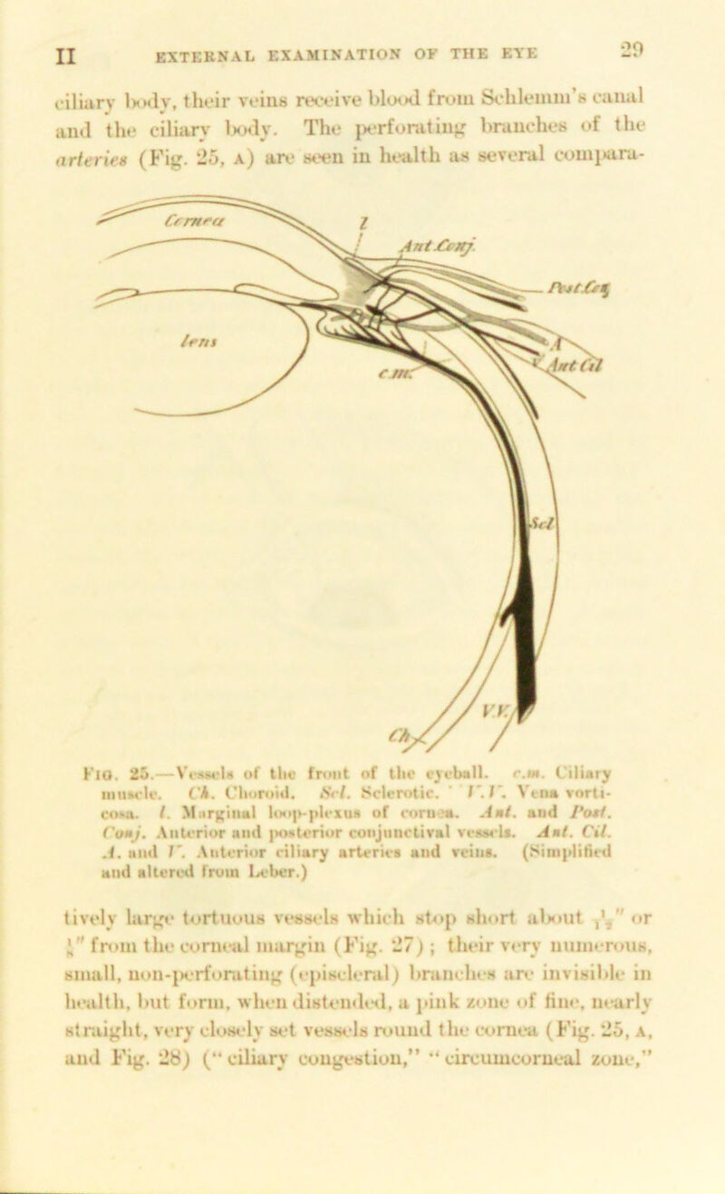 20 riliarv IxhIv, thoir veins receive blood from Sedilemm’s eaiiul and the ciliarv' Ixnly. The jx*rforatinjr branches of the (ir/enV« (Fig. 25, a) are stHin in health as several couii»ara- KlO. 2J».—Vt*a*eU of the front of the ejeUall. r.m. Ciliary iimaele. Ck. Choroid. Sri. Sclerotic. ■ /*,/'. Vtna vorti- coMi. /. MarEiiial hN)|>-ph'Xua of eoraos. Aut. aud Pott. Comj. .Viiterior and |>o«teriur conjunctival vewU. Ani, Cil. A. and .\iiterior ciliary arteries and veins. (Sitnplilied and altered from la-ber.) tively large tortuous vessels which sb>p short alauit or i fnuu the corneal imtrgin (Fig. 27) ; tlieir very miiiierous, small, uon-j)erforating (episcleral) branches are invisible in health, but fi>rm, when distemled, a pink zone of fine, lu-arly straight, very closely set vessels round the cornea (Fig. 25, a, and Fig. 28) (“ciliary congestion,” “ circumcorneal zone,”