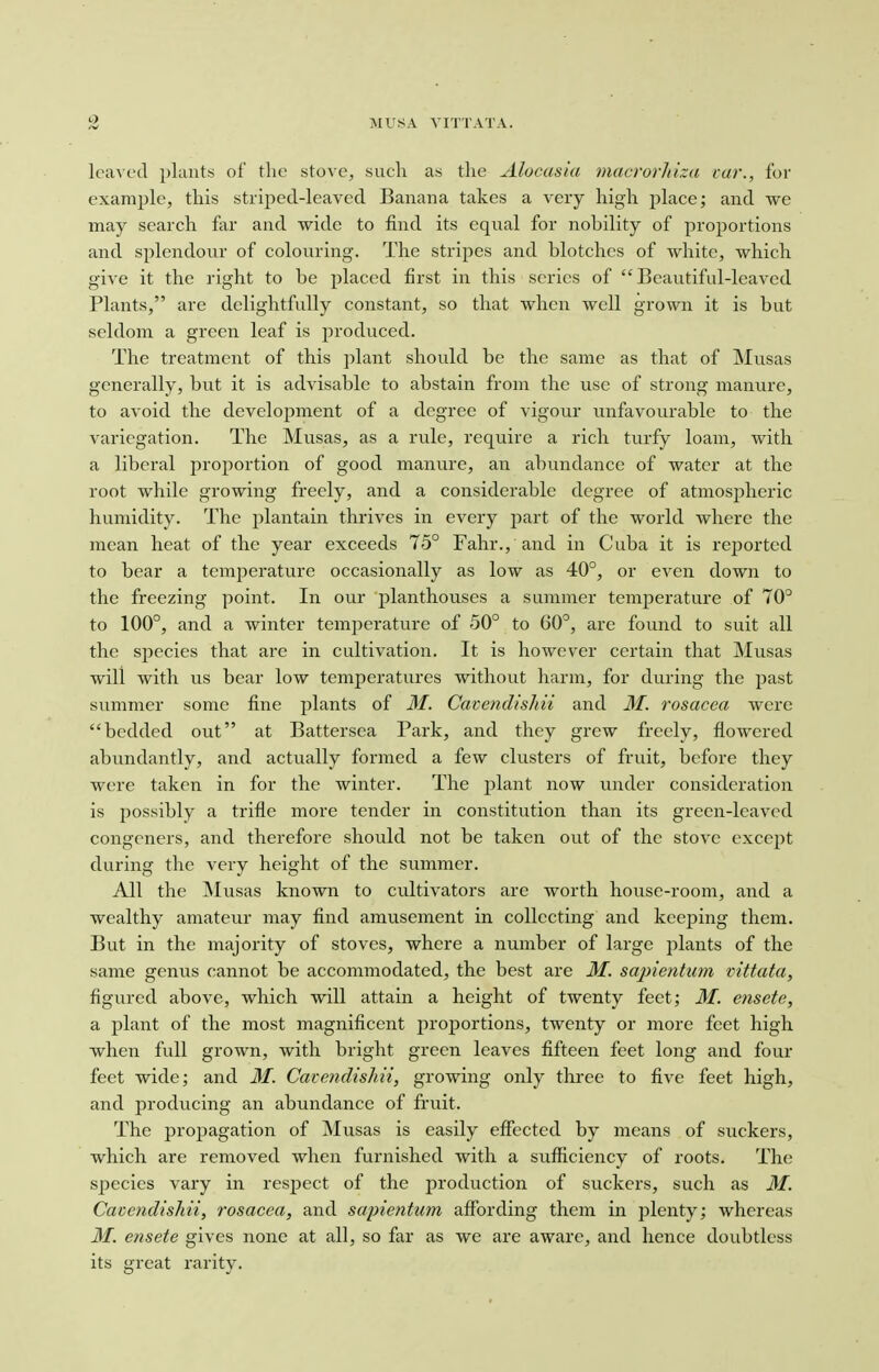MTJSA VITTATA. leaved plants of the stove, such as tlie Alocasia macrorhiza car., for example, this striped-leaved Banana takes a very high place; and we may search far and wide to find its equal for nobility of proportions and splendour of colouring. The stripes and blotches of white, which give it the right to be placed first in this scries of Beautiful-leaved Plants, are delightfully constant, so that when well grown it is but seldom a green leaf is produced. The treatment of this plant should be the same as that of Musas generally, but it is advisable to abstain from the use of strong manure, to avoid the development of a degree of vigour unfavourable to the variegation. The Musas, as a rule, require a rich turfy loam, with a liberal proportion of good manure, an abundance of water at the root while growing freely, and a considerable degree of atmospheric humidity. The plantain thrives in every part of the world where the mean heat of the year exceeds 75° Fahr., and in Cuba it is reported to bear a temperature occasionally as low as 40°, or even down to the freezing point. In our planthouses a summer temperature of 70° to 100°, and a winter temperature of 50° to 60°, are found to suit all the species that are in cultivation. It is however certain that Musas will with us bear low temperatures without harm, for during the past summer some fine plants of 31. Cavendishii and 31. rosacea were bedded out at Battersca Park, and they grew freely, flowered abundantly, and actually formed a few clusters of fruit, before they were taken in for the winter. The plant now under consideration is possibly a trifle more tender in constitution than its green-leaved congeners, and therefore should not be taken out of the stove except during the very height of the summer. All the Musas known to cultivators are worth house-room, and a wealthy amateur may find amusement in collecting and keeping them. But in the majority of stoves, where a number of large plants of the same genus cannot be accommodated, the best are 31. sajnenticm vittata, figured above, which will attain a height of twenty feet; M. ensete, a plant of the most magnificent prorjortions, twenty or more feet high when full grown, with bright green leaves fifteen feet long and four feet wide; and M. Cavendishii, growing only three to five feet high, and producing an abundance of fruit. The propagation of Musas is easily effected by means of suckers, which are removed when furnished with a sufficiency of roots. The species vary in respect of the production of suckers, such as 31. Cavendishii, rosacea, and sapientum affording them in plenty; whereas 31. ensete gives none at all, so far as we are aware, and hence doubtless its great rarity.