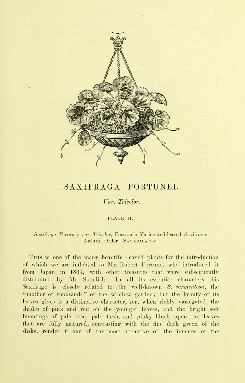 Var. Tricolor. PLATE II. Saxifrarja Fotiimei, var. Tricolor, Fortune's Variegated-leaved Saxifrage. Natural Order—SaxifragacejE. This is one of the many beautiful-leaved plants for the introduction of which we are indebted to Mr. Robert Fortune, who introduced it from Japan in 1863, with other treasures that were subsequently distributed by Mr. Standish. In all its essential characters this Saxifrage is closely related to the well-known S. sarmentosa, the mother of thousands of the window garden; but the beauty of its leaves gives it a distinctive character, for, when richly variegated, the shades of pink and red on the younger leaves, and the bright soft blcndings of pale rose, pale flesh, and pinky blush upon the leaves that are fully matured, contrasting with the fine dark green of the disks, render it one of the most attractive of the inmates of the