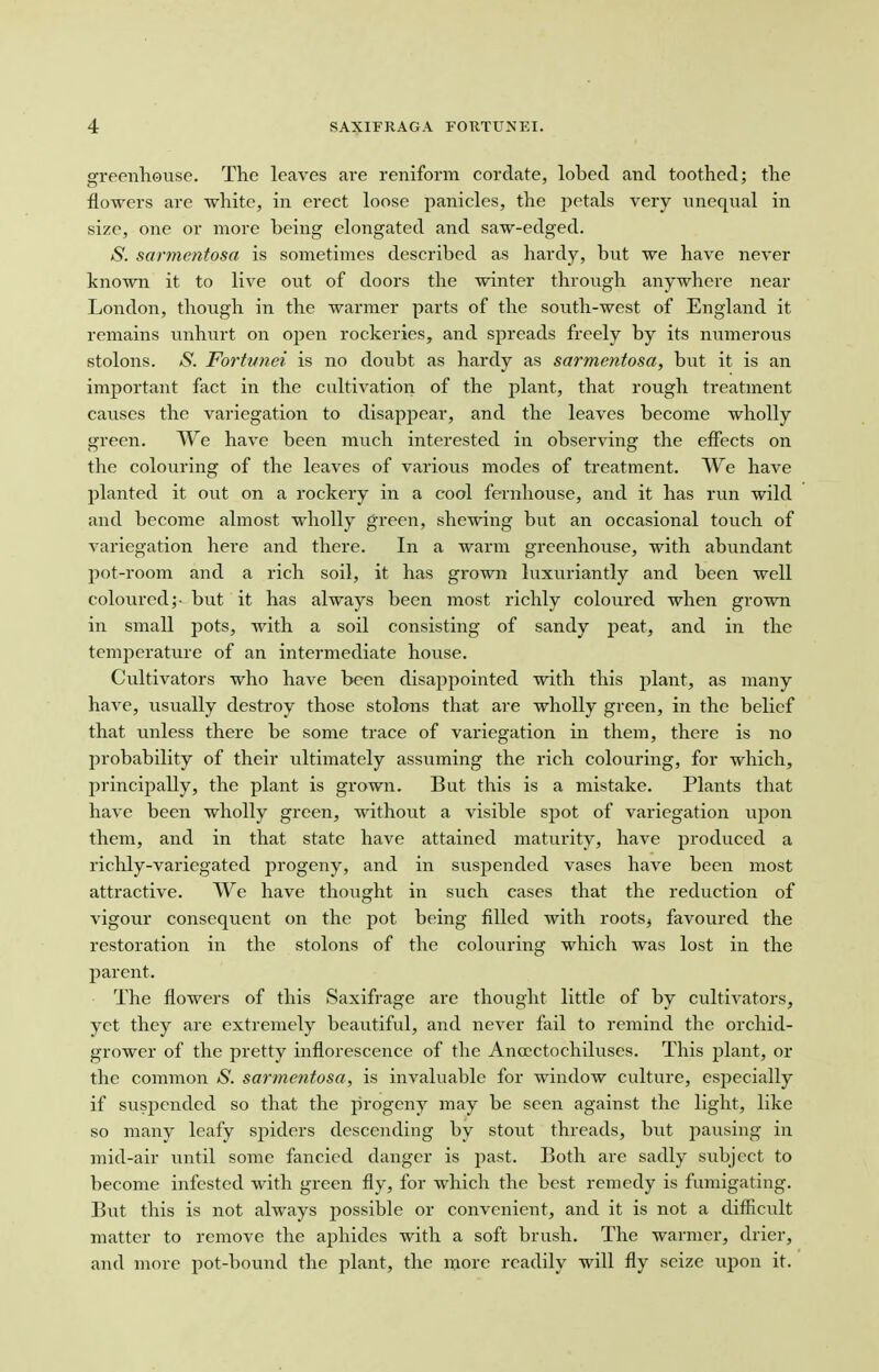 greenhouse. The leaves are reniform cordate, lobed and toothed; the flowers are white, in erect loose panicles, the petals very unequal in size, one or more being elongated and saw-edged. S. sarmentosa is sometimes described as hardy, but we have never known it to live out of doors the winter through anywhere near London, though in the warmer parts of the south-west of England it remains unhurt on open rockeries, and spreads freely by its numerous stolons. S. Fortimei is no doubt as hardy as sarmentosa, but it is an important fact in the cultivation of the plant, that rough treatment causes the variegation to disappear, and the leaves become wholly green. We have been much interested in observing the effects on the colouring of the leaves of various modes of treatment. We have planted it out on a rockery in a cool fernhouse, and it has run wild and become almost wholly green, shewing but an occasional touch of variegation here and there. In a warm greenhouse, with abundant pot-room and a rich soil, it has grown luxuriantly and been well coloured;- but it has always been most richly coloured when grown in small pots, with a soil consisting of sandy peat, and in the temperature of an intermediate house. Cultivators who have been disappointed with this plant, as many have, usually destroy those stolons that are wholly green, in the belief that unless there be some trace of variegation in them, there is no probability of their ultimately assuming the rich colouring, for which, principally, the plant is grown. But this is a mistake. Plants that have been wholly green, without a visible spot of variegation upon them, and in that state have attained maturity, have produced a richly-variegated progeny, and in suspended vases have been most attractive. We have thought in such cases that the reduction of vigour consequent on the pot being filled with rootsj favoured the restoration in the stolons of the colouring which was lost in the parent. The flowers of this Saxifrage are thought little of by cultivators, yet they are extremely beautiful, and never fail to remind the orchid- grower of the pretty inflorescence of the Anccctochiluses. This plant, or the common S. sarmentosa, is invaluable for window culture, especially if suspended so that the progeny may be seen against the light, like so many leafy sjnders descending by stout threads, but pausing in mid-air until some fancied danger is past. Both are sadly subject to become infested with green fly, for which the best remedy is fumigating. But this is not always possible or convenient, and it is not a difficult matter to remove the aphides with a soft brush. The warmer, drier, and more pot-bound the plant, the more readily will fly seize upon it.