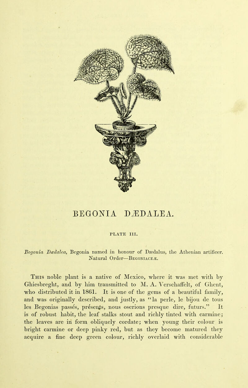 PLATE III. Begonia Dcedcdea, Begonia named in honour of Daedalus, the Athenian artificer. Natural Order—Begoniace^e. This noble plant is a native of Mexico, where it was met with by Ghiesbreght, and by him transmitted to M. A. Verschaffelt, of Ghent, who distributed it in 1861. It is one of the gems of a beautiful family, and was originally described, and justly, as la perle, le bijou de tous les Begonias passes, presents, nous oserions presque dire, futurs. It is of robust habit, the leaf stalks stout and richly tinted with carmine; the leaves are in form obliquely cordate; when young their colour is bright carmine or deep pinky red, but as they become matured they acquire a fine deep green colour, richly overlaid with considerable