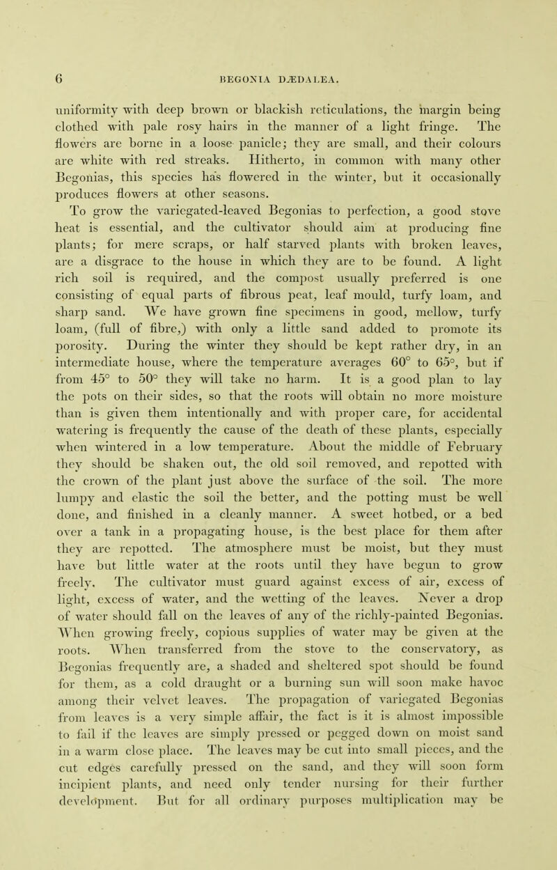 uniformity with deep brown or blackish reticulations, the margin being clothed with pale rosy hairs in the manner of a light fringe. The flowers are borne in a loose panicle; they are small, and their colours are white with red streaks. Hitherto, in common with many other Begonias, this species has flowered in the winter, but it occasionally produces flowers at other seasons. To grow the variegated-leaved Begonias to perfection, a good stove heat is essential, and the cultivator should aim at producing fine plants; for mere scraps, or half starved plants with broken leaves, are a disgrace to the house in which they are to be found. A light rich soil is required, and the courpost usually preferred is one consisting of equal parts of fibrous peat, leaf mould, turfy loam, and sharp sand. We have grown fine sjjecimens in good, mellow, turfy loam, (full of fibre,) with only a little sand added to promote its porosity. During the winter they should be kept rather dry, in an intermediate house, where the temperature averages 60° to 65°, but if from 45° to 50° they will take no harm. It is a good plan to lay the pots on their sides, so that the roots will obtain no more moisture than is given them intentionally and with proper care, for accidental watering is frequently the cause of the death of these plants, csjjecially when wintered in a low temperature. About the middle of February they should be shaken out, the old soil removed, and repotted with the crown of the plant just above the surface of the soil. The more lumpy and elastic the soil the better, and the potting must be well clone, and finished in a cleanly manner. A sweet hotbed, or a bed over a tank in a propagating house, is the best place for them after they are repotted. The atmosjihere must be moist, but they must have but little water at the roots until they have begun to grow freely. The cultivator must guard against excess of air, excess of light, excess of water, and the wetting of the leaves. Never a drop of water should fall on the leaves of any of the richly-painted Begonias. When growing freely, copious supplies of water may be given at the roots. When transferred from the stove to the conservatory, as Begonias frequently are, a shaded and sheltered spot should be found for them, as a cold draught or a burning sun will soon make havoc among their velvet leaves. The propagation of variegated Begonias from leaves is a very simple affair, the fact is it is almost impossible to fail if the leaves are simply pressed or pegged down on moist sand in a warm close place. The leaves may be cut into small pieces, and the cut edges carefully pressed on the sand, and they will soon form incipient plants, and need only tender nursing for their further development. But for all ordinary purposes multiplication may be