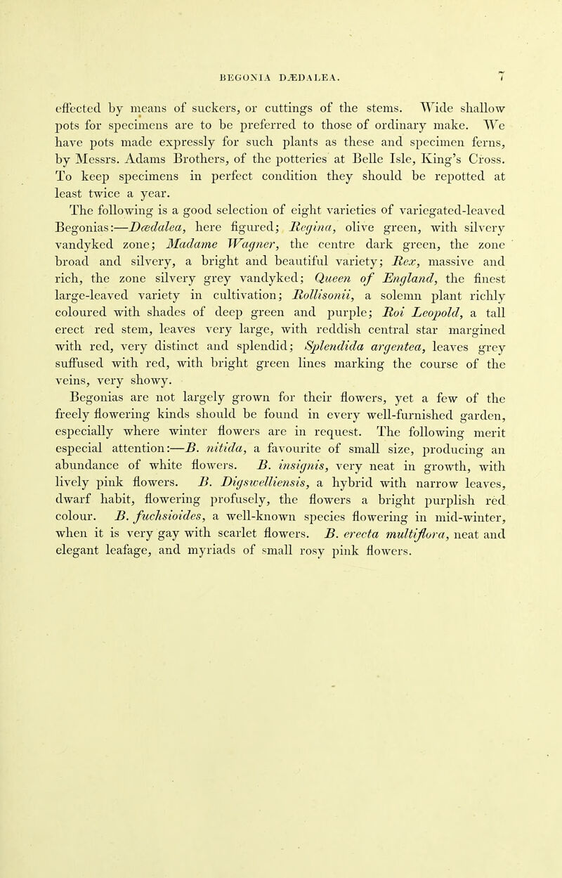 effected by means of suckers, or cuttings of the stems. Wide shallow pots for specimens are to be preferred to those of ordinary make. We have pots made expressly for such plants as these and specimen ferns, by Messrs. Adams Brothers, of the potteries at Belle Isle, King's Cross. To keep specimens in perfect condition they should be repotted at least twice a year. The following is a good selection of eight varieties of variegated-leaved Begonias:—Dcedalea, here figured; Regina, olive green, with silvery vanclyked zone; Madame Wagner, the centre dark green, the zone broad and silvery, a bright and beautiful variety; Rex, massive and rich, the zone silvery grey vandyked; Queen of England, the finest large-leaved variety in cultivation; Rollisonii, a solemn plant richly coloured with shades of deep green and purple; Rui Leopold, a tall erect red stem, leaves very large, with reddish central star margined with red, very distinct and splendid; Splendida argentea, leaves grey suffused with red, with bright green lines marking the course of the veins, very showy. Begonias are not largely grown for their flowers, yet a few of the freely flowering kinds should be found in every well-furnished garden, especially where winter flowers are in request. The following merit especial attention:—B. nitida, a favourite of small size, producing an abundance of white flowers. B. insignis, very neat in growth, with lively pink flowers. B. Digswelliensis, a hybrid with narrow leaves, dwarf habit, flowering profusely, the flowers a bright purplish red colour. B. fuchsioides, a well-known species flowering in mid-winter, when it is very gay with scarlet flowers. B. ereeta multiflora, neat and elegant leafage, and myriads of small rosy pink flowers.