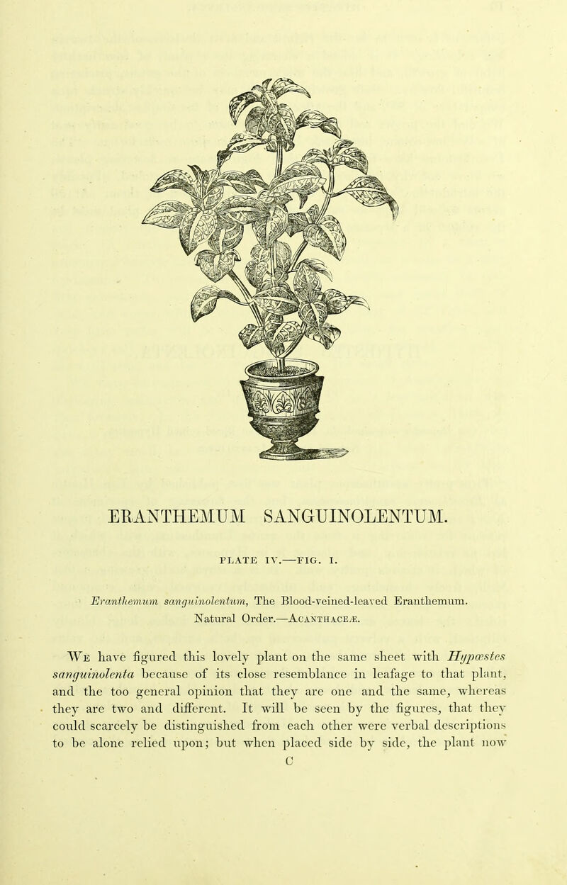 EEANTHEMUM SANGUINOLENTUM. PLATE IV. FIG. I. Eranthemum sanguinolentum, The Blood-veined-leaved Eranthemum. Natural Order.—AcanthacEjE. We have figured this lovely plant on the same sheet with Hypccstes sanguinolenta because of its close resemblance in leafage to that plant, and the too general opinion that they are one and the same, whereas they are two and different. It will be seen by the figures, that they could scarcely be distinguished from each other were verbal descriptions to be alone relied upon; but when placed side by side, the plant now C