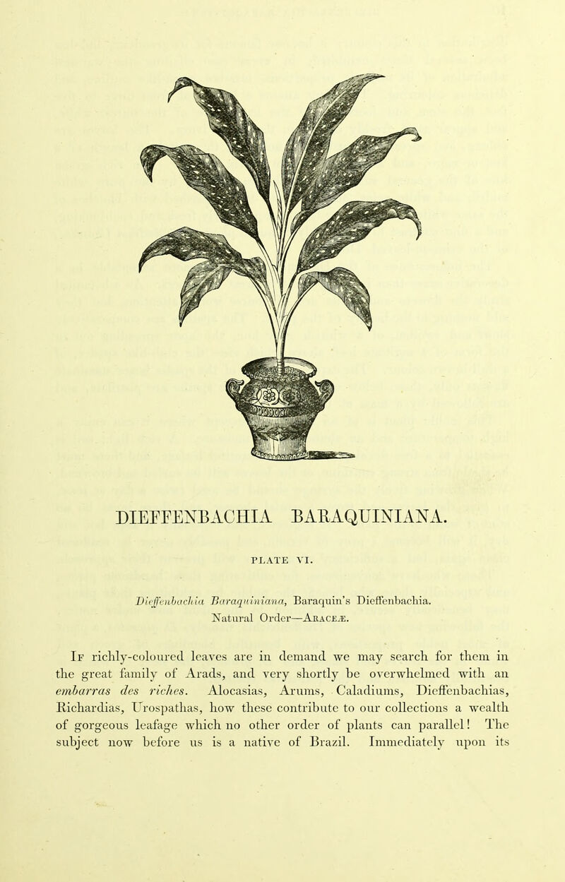 DIEFFENBACHIA BAEAQUINIANA. PLATE VI. Bieffenbachia Baraquiniana, Baraquin's Dieffenbachia. Natural Order—Akace.e. If richly-coloured leaves are in demand we may search for them in the great family of Arads, and very shortly be overwhelmed with an cmbarras des riches. Alocasias, Arums, Caladiums, Dicffenbachias, Eichardias, Urospathas, how these contribute to our collections a wealth of gorgeous leafage which no other order of plants can parallel! The subject now before us is a native of Brazil. Immediately upon its