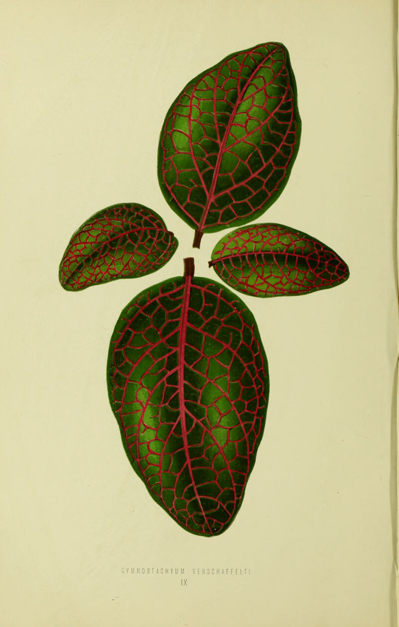 GYMNOSTACHYUM VERSCHAFFELI! IX