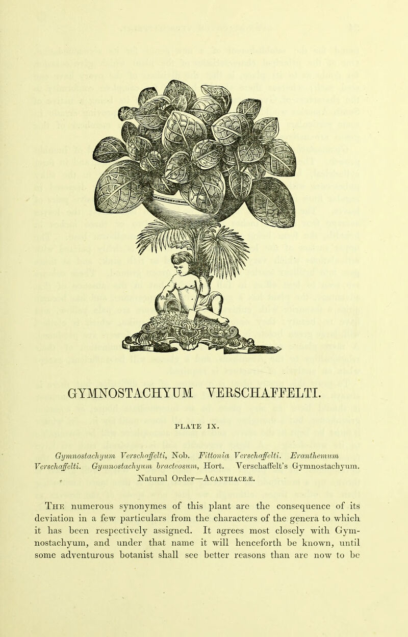 PLATE IX. Qynmostachyvm Verschnffelti, Nob. Fittonia Verscftaffelti. Eranthemum Verschaffelti. Gymnostaclnjiim bracteosum, Hort. Versckaffelt's Gymnostachyum. Natural Order—AcANTHACEiE. The numerous synonymes of this j)lant are the consequence of its deviation in a few particulars from the characters of the genera to which it has been respectively assigned. It agrees most closely with Gym- nostachyum, and under that name it will henceforth be known, until some adventurous botanist shall see better reasons than arc now to be