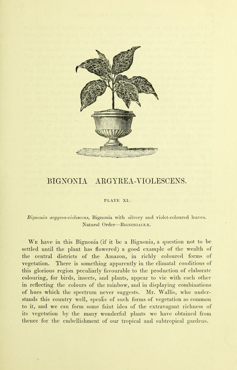 PLATE XI. Bignonia argyrea-violescens, Bignonia with silvery and violet-coloured leaves. Natural Order—Bignoniaceje. We have in this Bignonia (if it be a Bignonia, a question not to be settled until the plant has flowered) a good example of the wealth of the central districts of the Amazon, in richly coloured forms of vegetation. There is something apparently in the climatal conditions of this glorious region peculiarly favourable to the production .of elaborate colouring, for birds, insects, and plants, appear to vie with each other in reflecting the colours of the rainbow, and in displaying combinations of hues which the spectrum never suggests. Mr. Wallis, who under- stands this country well, speaks of such forms of vegetation as common to it, and we can form some faint idea of the extravagant richness of its vegetation by the many wonderful plants we have obtained from thence for the embellishment of our tropical and subtropical gardens.