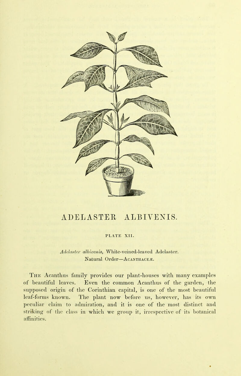 PLATE XII. Adelaster albwenis, Whitc-veiued-leaved Adelaster. Natural Order—AcanthacEjE. The Acanthus family provides our plant-houses with many examples of beautiful leaves. Even the common Acanthus of the garden, the supposed origin of the Corinthian capital, is one of the most beautiful leaf-forms known. The plant now before us, however, has its own peculiar claim to admiration, and it is one of the most distinct and striking of the class in which we group it, irrespective of its botanical affinities.