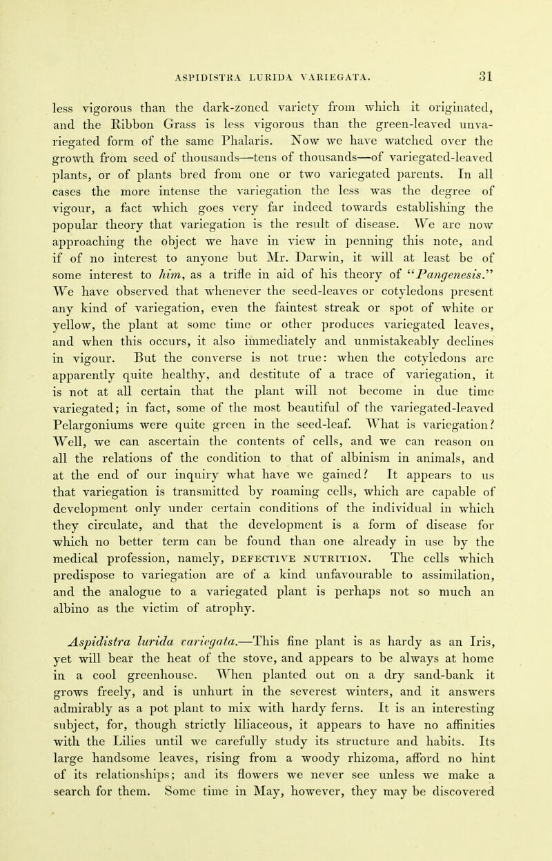 less vigorous than the dark-zoned variety from which it originated, and the Ribbon Grass is less vigorous than the green-leaved unva- riegated form of the same Phalaris. Now we have watched over the growth from seed of thousands—tens of thousands—of variegated-leaved plants, or of plants bred from one or two variegated parents. In all cases the more intense the variegation the less was the degree of vigour, a fact which goes very far indeed towards establishing the popular theory that variegation is the result of disease. We are now approaching the object we have in view in penning this note, and if of no interest to anyone but Mr. Darwin, it will at least be of some interest to Mm, as a trifle in aid of his theory of Pangenesis We have observed that whenever the seed-leaves or cotyledons present any kind of variegation, even the faintest streak or spot of white or yellow, the plant at some time or other produces variegated leaves, and when this occurs, it also immediately and unmistakcably declines in vigour. But the converse is not true: when the cotyledons are apparently quite healthy, and destitute of a trace of variegation, it is not at all certain that the plant will not become in due time variegated; in fact, some of the most beautiful of the variegated-leaved Pelargoniums were quite green in the seed-leaf. What is variegation? Well, we can ascertain the contents of cells, and we can reason on all the relations of the condition to that of albinism in animals, and at the end of our inquiry what have we gained? It appears to us that variegation is transmitted by roaming cells, which are capable of development only under certain conditions of the individual in which they circulate, and that the development is a form of disease for which no better term can be found than one already in use by the medical profession, namely, defective nutrition. The cells which predispose to variegation are of a kind unfavourable to assimilation, and the analogue to a variegated plant is perhaps not so much an albino as the victim of atrophy. Aspidistra lurida variegata.—This fine plant is as hardy as an Iris, yet will bear the heat of the stove, and appears to be always at home in a cool greenhouse. When planted out on a dry sand-bank it grows freely, and is unhurt in the severest winters, and it answers admirably as a pot plant to mix with hardy ferns. It is an interesting subject, for, though strictly liliaceous, it appears to have no affinities with the Lilies until we carefully study its structure and habits. Its large handsome leaves, rising from a woody rhizoma, afford no hint of its relationships; and its flowers we never see unless we make a search for them. Some time in May, however, they may be discovered