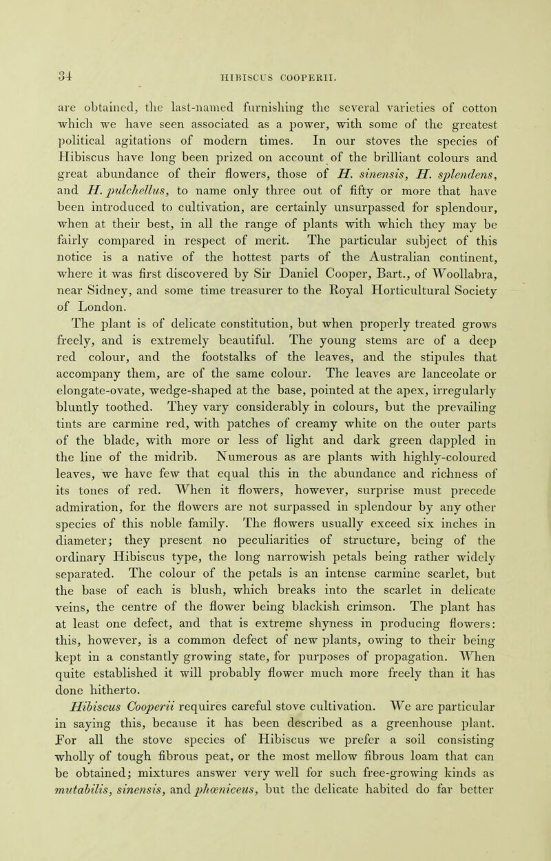 are obtained, the last-named furnishing the several varieties of eotton which we have seen associated as a power, with some of the greatest political agitations of modern times. In our stoves the species of Hibiscus have long been prized on account of the brilliant colours and great abundance of their flowers, those of H. sinensis, H. splendens, and H. pulchellus, to name only three out of fifty or more that have been introduced to cultivation, are certainly unsurpassed for splendour, when at their best, in all the range of plants with which they may be fairly compared in respect of merit. The particular subject of this notice is a native of the hottest parts of the Australian continent, where it was first discovered by Sir Daniel Cooper, Bart., of Woollabra, near Sidney, and some time treasurer to the Royal Horticultural Society of London. The plant is of delicate constitution, but when properly treated grows freely, and is extremely beautiful. The young stems are of a deep red colour, and the footstalks of the leaves, and the stipules that accompany them, are of the same colour. The leaves are lanceolate or elongate-ovate, wedge-shaj^ed at the base, pointed at the apex, irregularly bluntly toothed. They vary considerably in colours, but the prevailing tints are carmine red, with patches of creamy white on the outer parts of the blade, with more or less of light and dark green dappled in the line of the midrib. Numerous as are plants with highly-coloured leaves, we have few that equal this in the abundance and richness of its tones of red. AVhen it flowers, however, surprise must precede admiration, for the flowers are not surpassed in splendour by any other species of this noble family. The flowers usually exceed six inches in diameter; they present no peculiarities of structure, being of the ordinary Hibiscus type, the long narrowish petals being rather widely separated. The colour of the petals is an intense carmine scarlet, but the base of each is blush, which breaks into the scarlet in delicate veins, the centre of the flower being blackish crimson. The plant has at least one defect, and that is extreme shyness in producing flowers: this, however, is a common defect of new plants, owing to their being kept in a constantly growing state, for purposes of propagation. When quite established it will probably flower much more freely than it has done hitherto. Hibiscus Coopcrii requires careful stove cultivation. AVe are particular in saying this, because it has been described as a greenhouse plant. For all the stove species of Hibiscus we prefer a soil consisting wholly of tough fibrous peat, or the most mellow fibrous loam that can be obtained; mixtures answer very well for such free-growing kinds as mvtabilis, sinensis, and p/ioeniceus, but the delicate habited do far better