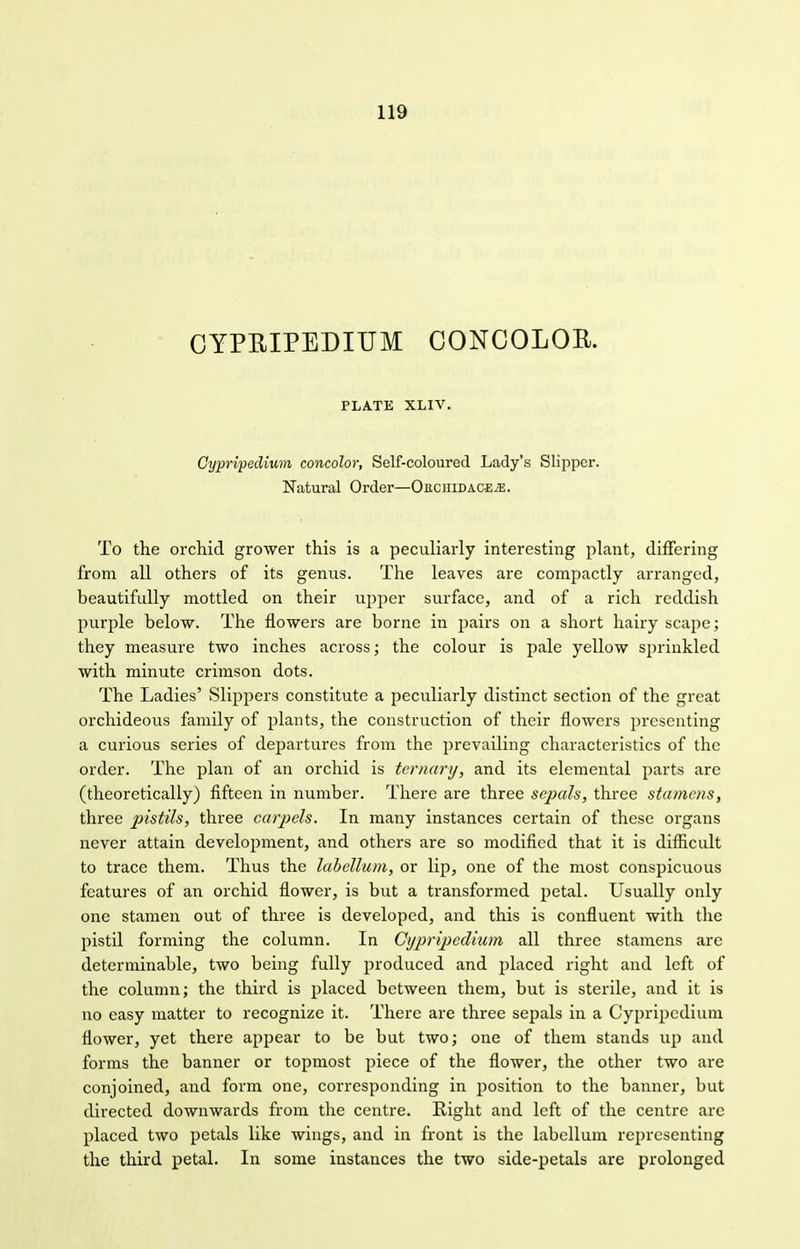 GYPEIPEDIUM CONCOLOR. PLATE XLIV. Cypripcdium concolor, Self-coloured Lady's Slipper. Natural Order—Oeciiidace>e. To the orchid grower this is a peculiarly interesting plant, differing from all others of its genus. The leaves are compactly arranged, beautifully mottled on their upper surface, and of a rich reddish purple below. The flowers are borne in pairs on a short hairy scape; they measure two inches across; the colour is pale yellow sprinkled with minute crimson dots. The Ladies' Slippers constitute a peculiarly distinct section of the great orchideous family of plants, the construction of their flowers presenting a curious series of departures from the prevailing characteristics of the order. The plan of an orchid is ternary, and its elemental parts are (theoretically) fifteen in number. There are three sepals, three stamens, three pistils, three carpels. In many instances certain of these organs never attain development, and others are so modified that it is difficult to trace them. Thus the labcllum, or lip, one of the most conspicuous features of an orchid flower, is but a transformed petal. Usually only one stamen out of three is developed, and this is confluent with the pistil forming the column. In Cypripedium all three stamens are determinable, two being fully produced and placed right and left of the column; the third is placed between them, but is sterile, and it is no easy matter to recognize it. There are three sepals in a Cypripcdium flower, yet there appear to be but two; one of them stands up and forms the banner or topmost piece of the flower, the other two are conjoined, and form one, corresponding in position to the banner, but directed downwards from the centre. Right and left of the centre are placed two petals like wings, and in front is the labcllum representing the third petal. In some instances the two side-petals are prolonged
