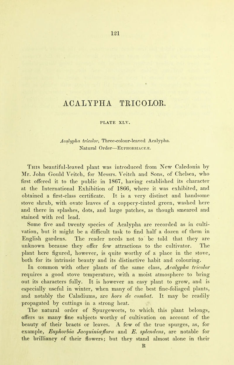 121 ACALYPHA TRJCOLOB. PLATE XLV. Acalypha tricolor, Threo-colour-leavcd Aoalypha. Natural Order—Euphorbiace^e. This beautiful-leaved plant was introduced from New Caledonia by- Mr. John Gould Veitcb, for Messrs. Veitch and Sons, of Chelsea, who first offered it to the public in 1867, having established its character at the International Exhibition of 1866, where it was exhibited, and obtained a first-class certificate. It is a very distinct and handsome stove shrub, with ovate leaves of a coppery-tinted green, washed here and there in splashes, dots, and large patches, as though smeared and stained with red lead. Some five and twenty species of Acalypha are recorded as in culti- vation, but it might be a difficult task to find half a dozen of them in English gardens. The reader needs not to be told that they are unknown because they offer few attractions to the cultivator. The plant here figiired, however, is quite worthy of a place in the stove, both for its intrinsic beauty and its distinctive habit and colouring. In common with other plants of the same class, Acalypha tricolor requires a good stove temperature, with a moist atmosphere to bring out its characters fully. It is however an easy plant to grow, and is especially useful in winter, when many of the best fine-foliagcd plants, and notably the Caladiums, are hors de combed. It may be readily propagated by cuttings in a strong heat. The natural order of Spurgeworts, to which this plant belongs, offers us many fine subjects worthy of cultivation on account of the beauty of their bracts or leaves. A few of the true spurges, as, for example, Euj)horbia Jacquiniceflora and E. splendcns, are notable for the brilliancy of their flowers; but they stand almost alone in their R