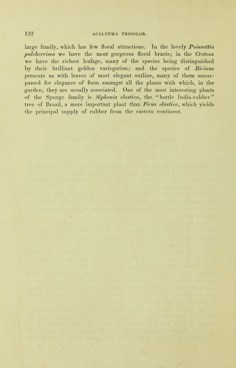 large family, which has few floral attractions. In the lovely Poinsettia pulcherrima we have the most gorgeous floral bracts; in the Crotons we have the richest leafage, many of the species being distinguished by their brilliant golden variegation; and the species of Ricinus presents us with leaves of most elegant outline, many of them unsur- passed for elegance of form amongst all the plants with which, in the garden, they are usually associated. One of the most interesting plants of the Spurge family is Siphonia elastica, the bottle India-rubber tree of Brazil, a more important plant than Ficus elastica, which yields the principal supply of rubber from the eastern continent.