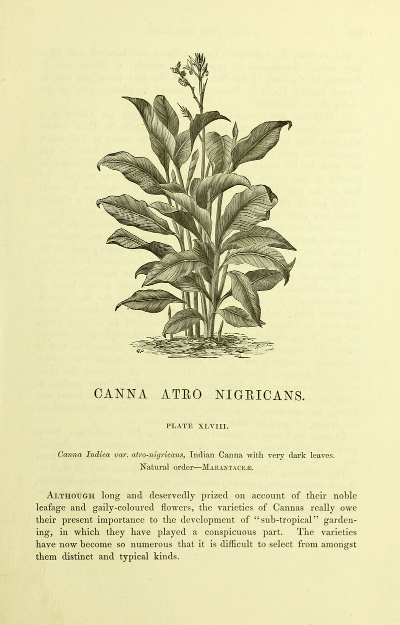 PLATE XLVIII. Canna Indica var. atro-nigricans, Indian Canna with very dark leaves. Natural order—MakantacEjE. Although long and deservedly prized on account of their noble leafage and gaily-coloured flowers, the varieties of Cannas really owe their present importance to the development of sub-tropical garden- ing, in which they have played a conspicuous part. The varieties have now become so numerous that it is difficult to select from amongst them distinct and typical kinds.