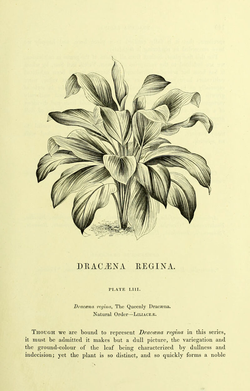 DKACiENA HEGINA. PLATE LIII. Draceena regina, The Queenly Dracfena. Natural Order—Liliacejs. Though we are bound to represent Draceena regina in this series, it must be admitted it makes but a dull picture, the variegation and the ground-colour of the leaf being characterized by dullness and indecision; yet the plant is so distinct, and so quickly forms a noble