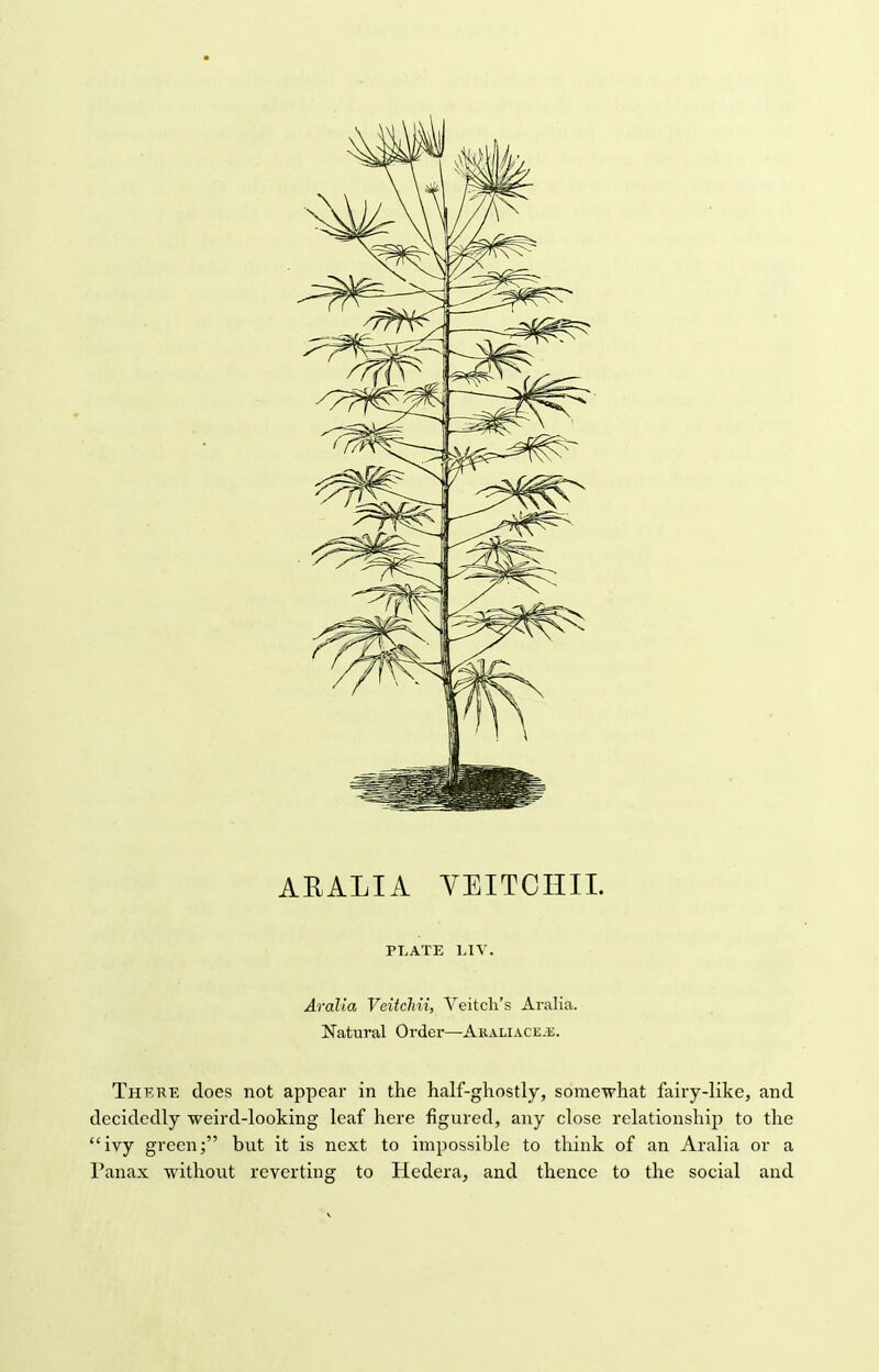 ARALIA VEITCHIL PLATE L1V. Aralia Veitchii, Yeitch's Aralia. Natural Order—Akaliace.e. There does not appear in the half-ghostly, somewhat fairy-like, and decidedly weird-looking leaf here figured, any close relationship to the ivy green; but it is next to impossible to think of an Aralia or a Panax without reverting to Hedera, and thence to the social and