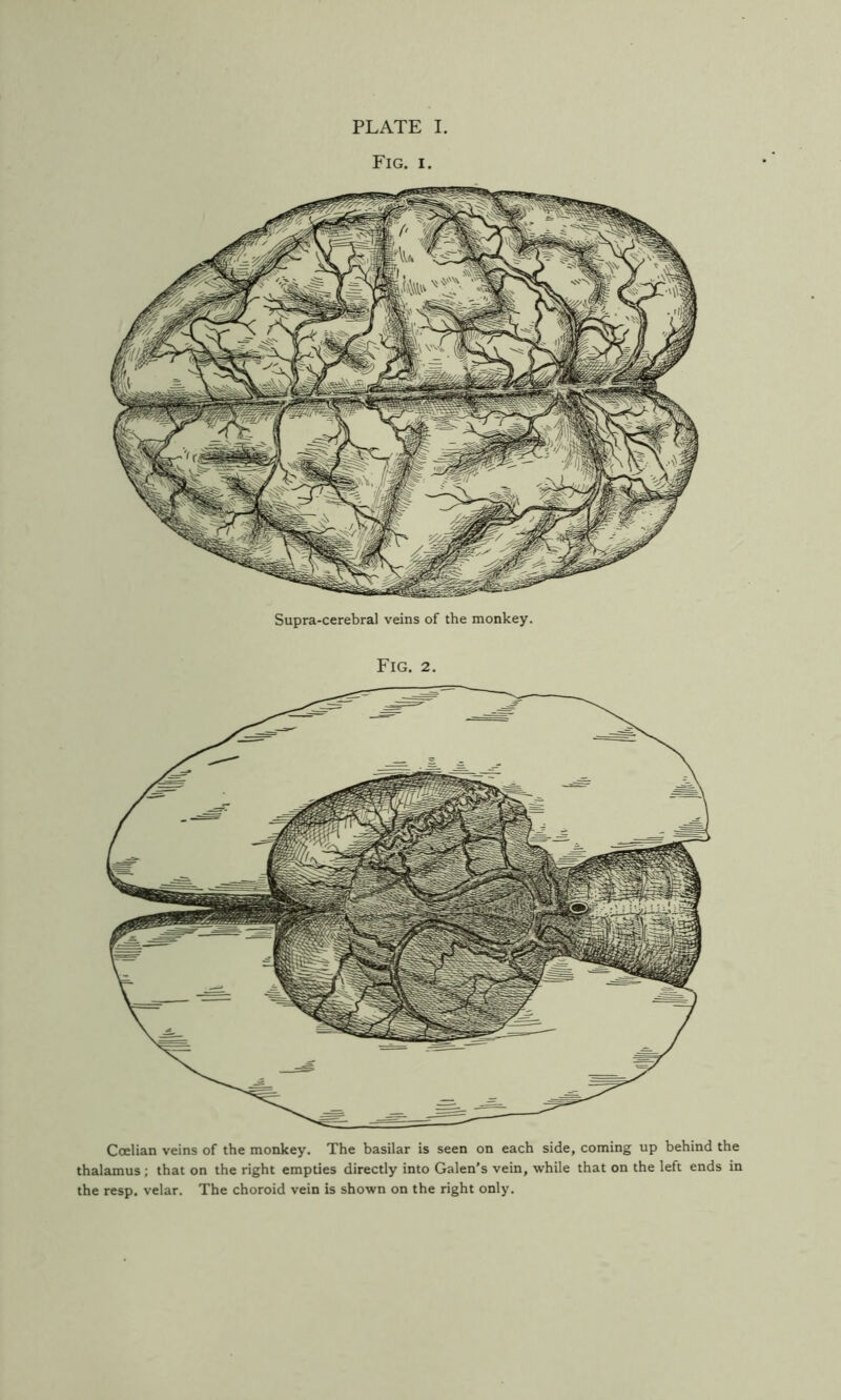 Fig. I. Supra-cerebral veins of the monkey. Fig. 2. Coelian veins of the monkey. The basilar is seen on each side, coming up behind the thalamus; that on the right empties directly into Galen’s vein, while that on the left ends in the resp. velar. The choroid vein is shown on the right only.