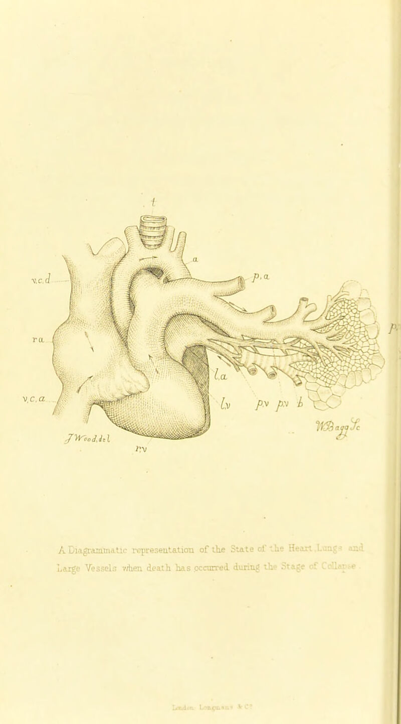 I A Diagranunatic represeutation of the State of the Heart ,1-tmgs acd Laxge Vessels v/lien death has .occurred during the Stage of CeUai