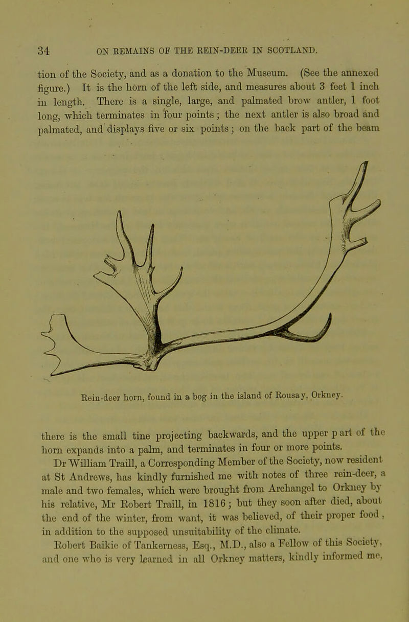 tion of the Society, and as a donation to the Museum. (See the annexed figure.) It is the horn of the left side, and measures about 3 feet 1 inch in length. There is a single, large, and palmated brow antler, 1 foot long, which terminates in four points; the next antler is also broad and palmated, and displays five or six points; on the back part of the beam Eein-deer horn, found in a bog iu the island of Kousay, Orkney. there is the small tine projecting backwards, and the upper part of the horn expands into a palm, and terminates in foui- or more points. Dr William TraiH, a Corresponding Member of the Society, now resident at St Andrews, has kindly furnished me with notes of three rein-deer, a male and two females, which were brought from Archangel to Orkney by his relative, Mr Kobert TraiU, in 1816; but they soon after died, about the end of the Avinter, from want, it was believed, of their proper food , in addition to the supposed unsuitability of the climate. Eobert Baikic of Tankerness, Esq., M.D., also a FeUow of this Society, and one who is very learned in all Orkney matters, kindly informed mo.