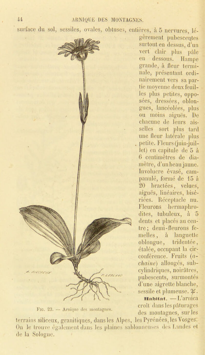 surface du sol, scssiles, ovales, obtuses, entières, à 5 nervures, lé- gèrement pubesceqtes surtout en dessus, d’un vert clair plus pâle en dessous. Hampe grande, à fleur termi- nale, présentant ordi- nairement vers sa par- tie moyenne deux feuil- les plus petites, oppo- sées, dressées, oblon- gues, lancéolées, plus ou moins aiguës. De chacune de leurs ais- selles sort plus tard une fleur latérale plus . petite. Fleurs (juin-juil- let) en capitule de 5 à 6 centimètres de dia- mètre, d’unbeau jaune. Involucre évasé, cam- panulé, formé de 15 à 20 bractées, velues, aiguës, linéaires, bisé- riées. Réceptacle nu. Fleurons hermaphro- dites, tubuleux, à 5 dents et placés au cen- tre; demi-fleurons fe- melles , à languette oblonguc, tridentée, étalée, occupant la cir- conférence. Fruits (a- chaîne) allongés, sub- cylindriques, noirâtres, pubcscents, surmontés d’une aigrette blanche, sessile et plumeuse, 'if. HisiiiUa t. —L’arnica Fio. 23. — Arnique des montagnes. croît dans les pâturages des montagnes, sur les terrains siliceux, granitiques, dans les Alpes, les Pyrénées, les Vosges'. On le trouve également dans les plaines sablonneuses des Landes et de la Sologne