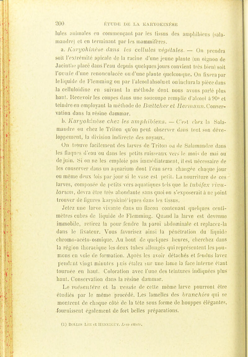 Iules animales en commençant par les tissus des aniphibicns (sala- mandre) i;t en terminant par lus mammifères. a. Kuryohinèse dans les cellules végétales. — On prendra soit l'extrémité apicalo do la racine d'une jeune plante (un oignon de Jacinthe placé dans l'eau depuis quelques jours convient très bien] soit Yovule d'une renoneulaeée ou d'une plante quelconque. On fixera par le liquide de. Flemming ou par l'alcool absolu et on inclura la pièce dan- la celluloidine en suivant la méthode dont nous avons parlé plus haut. Recevoir les coupes dans une soucoupe remplie d'alcool à 90° et teindre en employant la méthode do Bœttcheret Hermann. Conser- vation dans la résine dammar. h. Karyohinèse chez les ampliibiens. — CV.-I riiez la Sala- mandre ou chez le Triton qu'on peut observer dans tout son déve- loppement, la division indirecte des noyaux. Un trouve facilement des larves de Triton o<i de Salamandre dans les (laques d'eau ou dans les petits ruisseaux vers le moi- de mai ou de juin. Si on ne les emploie pas immédiatement, il est nécessaire de les conserver dans un aquarium dont l'eau sera changée chaque jour ou môme deux lois par jour si le vase est petit. La nourriture de ces larves, composée de petits vers aquatiques tels que le lubifex rivu- lorum, devra être très abondante sans quoi on s'exposerait à ne point trouver défigures karyokiné'iques dans les tissus. Jetez une larve vivante dans un flacon contenant quelques centi- mètres cubes de liquide de Flemming. Quand la larve est devenue immobile, relirez la pour fendre la paroi abdominale et replacez-la dans le fixateur. Vous favorisez ainsi la pénétration du liquide chromo-acéto-osmique. Au bout de quelques heures, cherchez dans la région Ihoraeique les deux tubes allongés qui représentent les pou- mons en voie de formation. Après les avoir détachés et fendus lavez pendr.nl vingt minutes puis étalez sur une lame la face interne élant tournée en bout. Coloration avec l'une des teintures indiquées plus haut. Conservation dans la résine dammar. Le mésentère et la vessie de celte môme larve pourront être étudiés par le même procédé. Les lamelles des branchies qui se montrent de chaque côté de la tète sous forme de houppes élégantes, fournissent également de fort belles préparations. (l) Ùoixiîs Lr.r. et HESSHGtjy. L<co climr.