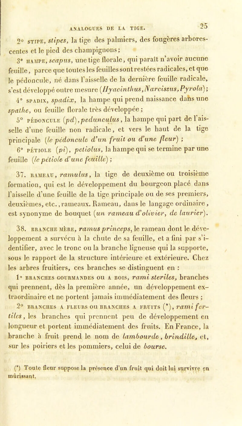 ANALOGUES DE LA TIGE. 2“ STIPE, stipes, la tige des palmiers, des fougères arbores- centes et le pied des champignons; 3® HAMPE, scapiis, une tige florale, qui paraît n’avoir aucune feuille, parce que toutes les feuilles sont restées radicales, et que le pédoncule, né dans l’aisselle de la dernière feuille radicale, s’est développé outre mesure {lIjacintlius,iVarcissus,Pjrola); 4“ sPADix, spadix, la hampe qui prend naissance dahs une spalhc, ou feuille florale très développée; 5° PÉDONCULE [pd),pedimcidus, la hampe qui part de l’ais- selle d’une feuille non radicale, et vers le haut de la tige principale (le pédoncule d’un fruit ou d’une fleur) ; 6° PÉTIOLE (pi), petio/us, la hampe qui se termine par une feuille (le pétiole d’mie feuille) ; 37. RAMEA.V, ramulus, la tige de deuxième ou troisième formation, qui est le développement du bourgeon placé dans l’aisselle d’une feuille de la tige principale ou de ses premiers, deuxièmes, etc., rameaux. Rameau, dans le langage ordinaire, est synonyme de bouquet (un rameau d’olivier, de laurier). 38. BRANCHE MÈRE, vamus princcps, le rameau dont le déve- loppement a survécu h la chute de sa feuille, et a fini par s’i- dentifier, avec le tronc ou la branche ligneuse qui la supporte, sous le rapport de la structure intérieure et extérieure. Chez les arbres fruitiers, ces branches se distinguent en : 1“ BRANCHES GOURMANDES OU A BOIS, rami slerües, branches qui prennent, dès la première année, un développement ex- traordinaire et ne portent jamais immédiatement des fleurs ; 2“ BRANCHES A FLEURS OU BRANCHES A FRUITS (*), rami fer- tiles , les branches qui prennent peu de développement en longueur et portent immédiatement des fruits. En France, la branche à fruit prend le nom de lambourde, brindille, et, sur les poiriers et les pommiers, celui de bourse. (*) Toute fleur suppose la présence d’un fruit qui doit luj survivre çn mûrissant.