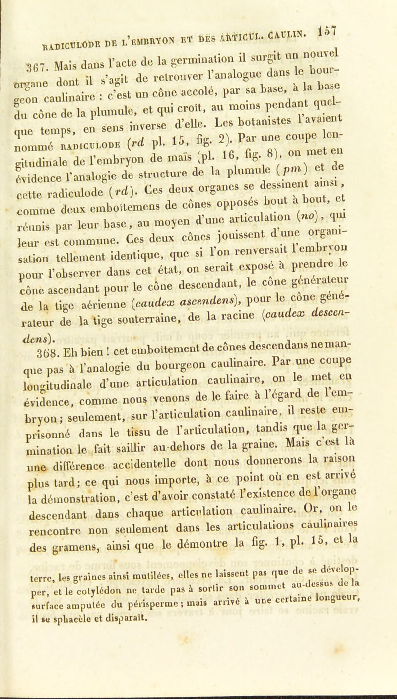 BAmOJWM M. F.T t.66 iKtICOI.. CilUS. ISl sr7 Mais dans l’acle de la ^erminalion il surgit un neuve Int U s’agit de retrouver l’analogue dans le boni- :r:ara-,;è M.. acco., ..f . .a. . U ^ 1, cône de la plumule. et qu. croit, au moins ,«ndant quel nue temps, en sens inverse d’elle. Les botanistes 1 avaient ^ ^ /' /V iil l'i fio' 2\ Par une coupe Ion nommé hadiculode {rd pl. lo, V ^ nn met en giludinale de l’embryon de mais (pl. 16, fig. )- iidence l’analogie de structure de la ^ ^ a nsi cette radlculode {rd). Ces deux organes se ' comme deux emboitemens de cônes opposés bout k bout e réunis par leur base, au moyen d’une leur est commune. Ces deux cônes jouissent d une orgam sation tellement identique, que si l’on inversa, t 1 embi y on pour l’observer dans cet état, on serait exposé h p endre le cône ascendant pour le cône descendant, le cône ëf^^^alej de la tige aérienne {caudex asce.ndens), pour le cône ^ rateur de la lige souterraine, de la racine {caudex descen- Eh bien ! cet emboîtement de cônes descendans neman- q«e pas à l’analogie du bourgeon caulinaire. Par une coupe longitudinale d’une articulation caulinaire. on le met en évlLice. comme nous venons de le faire à 1 égard de 1 em- bryon; seulement, sur l’articulation caulinaire, il reste em- prisonné dans le tissu de l’articulation, tandis que la ger mination le fait saillir au-dehors de la graine. Mais c est Ih une différence accidentelle dont nous donnerons la raison plus tard; ce qui nous importe, à ce point où en est arriv la démonstration, c’est d’avoir constaté l’existence de 1 organe descendant dans chaque articulation caulinaire. Or, on le rencontre non seulement dans les articulations caulinaires des gramens, ainsi que le démontre la fig. 1, pb 15, et la terre, les araines ainsi mutilées, elles ne laissent pas que de se develop per, et le cotylédon ne larde pas à sortir son sommet au essi s surface amputée du péiispermc ; mais arrivé à une certaine oiioUcur, il su spliacèle et disjDaraît.