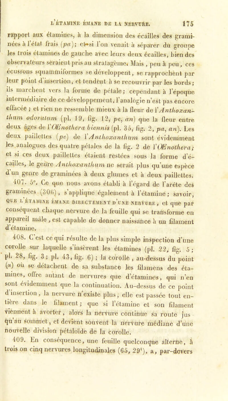 l’iXAMINE ÉMANE DE LA NERVURE. Ï75 rapport aux étamines, à la dimension des écailles des grami- nées à 1 état Irais et»si Ion venait à séparer du groupe les trois étamines de gauche avec leurs deux écailles, bien des observateurs seraient pris au slratagèmc< Mais , peu à peu, ces écussons scjuammiTormes se développent, se rapprochènt par leur point d’insertion, et tendent ii se recouvrir par les bords; ils marchent vers la Ibrme de pétale; cependant à l’époque intermédiaire de ce développement, l’analogie n’est pas encore eflacée ; et rien ne ressemble mieux à la fleur de ÏAnthoxan- (huin odoratum (pl. 19, fig. 12, pe, an) que la fleur entre deux âges de i'OEnolkera biennis (pl. 35, fig. 2, pa, an). Les deux paillettes (pe) de \ Antlioxanllium sont évidemment les analogues des quatre pétales de la fig. 2 de VOEnolhera; et si ces deux paillettes étaient restées sous la forme d’é- cailles, le Retire Anihoæanthum ne serait plus qu’une espèce d un genre de graminées à deux glumcs et à deux paillettes. 407. 5°. Ce que nous avons établi à l’égard de l’arête des graminées (30(i), s’applique également à l’étamine; savoir, QUE L ÉTAMINE ÉMANE DIRECTEMENT d’uNE NERVURE, et qUO par conséquent chaque nervure de la feuille qui se transforme en appareil mâle , est capable do donner naissance h un filament d’étamine. 408. C’est ce qui résulte do la plus simple inspection d’une corolle sur laquelle s’insèrent les étamines (pl. 22, fig. 5 ; pl. 28, fig. 3; pl. 43, fig. 6) ; la corolle , au-dessus du point (a) où se détachent de sa substance les filamens des éta- mines, offre autant de nervures que d’étamines, qui n’en sont évidemment que la continuation. Au-dessus de ce point d’insertion, la nervure n’existe plus, elle est passée tout en- tière dans le filament ; que si l’étamine et son filament viennent a avorter, alors la nervure continue sa route jus qu au sommet, et devient souvent la nervure médiane d’une nouvelle division pétaloïde de la corolle. 409. En conséquence, une feuille quelconque alterne, à trois ou cinq nervures longitudànales (65, 29), a, par-devers