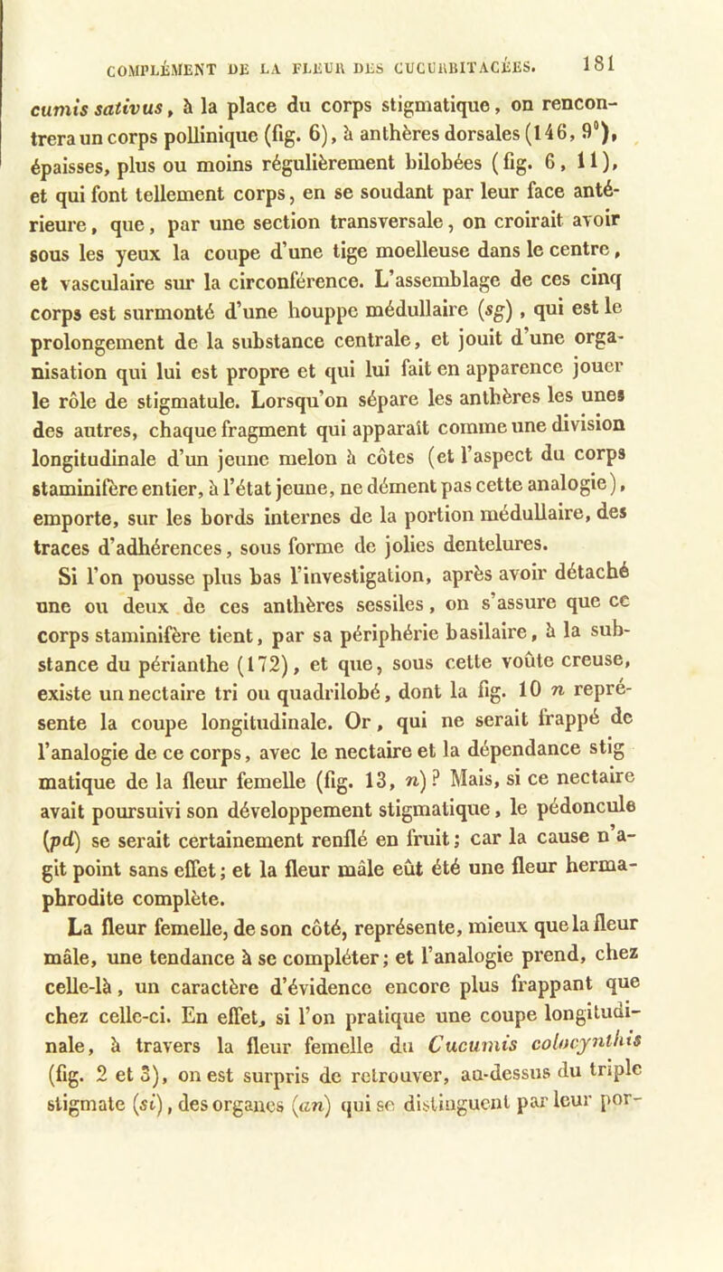 cumis sativus, à la place du corps stigmatique, on rencon- trera un corps pollinique (%. 6), à anthères dorsales (146, 9°), épaisses, plus ou moins régulièrement bilobées (fig. 6, 11), et qui font tellement corps, en se soudant par leur face anté- rieure , que, par une section transversale, on croirait avoir sous les yeux la coupe d’une tige moelleuse dans le centre, et vasculaire sur la circonférence. L’assemblage de ces cinq corps est surmonté d’une houppe médullaire (sg), qui est le prolongement de la substance centrale, et jouit d’une orga- nisation qui lui est propre et qui lui fait en apparence jouer le rôle de stigmatule. Lorsqu’on sépare les anthères les unes des autres, chaque fragment qui apparaît comme une division longitudinale d’un jeune melon à côtes (et l’aspect du corps staminifère entier, à l’état jeune, ne dément pas cette analogie ), emporte, sur les bords internes de la portion médullaire, des traces d’adhérences, sous forme de jolies dentelures. Si l’on pousse plus bas l’investigation, après avoir détaché une ou deux de ces anthères sessiles, on s’assure que ce corps staminifère tient, par sa périphérie basilaire, è la sub- stance du périanthe (172), et que, sous cette voûte creuse, existe un nectaire tri ou quadrilobé, dont la fig. 10 w repré- sente la coupe longitudinale. Or, qui ne serait frappé de l’analogie de ce corps, avec le nectaire et la dépendance stlg matique de la fleur femelle (fig. 13, «■)? Mais, si ce nectaire avait poursuivi son développement stigmatique, le pédoncule (pd) se serait certainement renflé en fruit ; car la cause n a- git point sans effet ; et la fleur mâle eût été une fleur herma- phrodite complète. La fleur femelle, de son côté, représente, mieux que la fleur mâle, une tendance à se compléter ; et l’analogie prend, chez celle-là, un caractère d’évidence encore plus frappant que chez celle-ci. En effet, si l’on pratique une coupe longitudi- nale, à travers la fleur femelle du Cucumis colocyntins (fig. 2 et S), on est surpris de retrouver, au-dessus du triple stigmate (si), des organes {an) qui se distinguent parleur por-