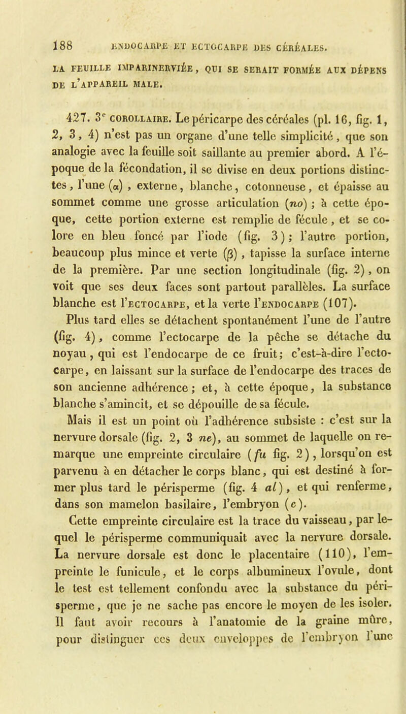 IA FEUILLE IMPARINERVliE , QUI SE SERAIT FORMÉE AUX DÉPENS DE l’appareil male. 427. s* COROLLAIRE. Lopéricarpe dcs céréalos (pl. 16, fig. 1, 2, 3, 4) n’est pas un organe d’une telle simplicité, que son analogie avec la feuille soit saillante au premier abord. A l’é- poque^ de la fécondation, il se divise en deux portions distinc- tes , l’une (a) , externe, blanche, cotonneuse, et épaisse au sommet comme une grosse articulation {no) ; à cette épo- que, celte portion externe est remplie de fécule, et se co- lore en bleu foncé par l’iode (fig. 3); l’autre portion, beaucoup plus mince et verte (|3), tapisse la surface interne de la première. Par une section longitudinale (fig. 2), on voit que ses deux faces sont partout parallèles. La surface blanche est I’ectocarpe, et la verte I’endocarpe (107). Plus tard elles se détachent spontanément l’une de l’autre (fig. 4), comme l’ectocarpe de la pêche se détache du noyau, qui est l’endocarpe de ce fruit ; c’est-h-dire l’ecto- carpe, en laissant sur la surface de l’endocarpe des traces de son ancienne adhérence; et, h cette époque, la substance blanche s’amincit, et se dépouille de sa fécule. Mais il est un point où l’adhérence subsiste : c’est sur la nervure dorsale (fig. 2, 3 ne), au sommet de laquelle on re- marque une empreinte circulaire ( fu fig. 2 ), lorsqu’on est parvenu à en détacher le corps blanc, qui est destiné à for- mer plus tard le périsperme (fig. ^ al), et qui renferme, dans son mamelon basilaire, l’embryon (e). Cette empreinte circulaire est la trace du vaisseau, par le- quel le périsperme communiquait avec la nervure dorsale. La nervure dorsale est donc le placentaire (110), l’em- preinte le funicule, et le corps albumineux l’ovule, dont le test est tellement confondu avec la substance du pén- sperme, que je ne sache pas encore le moyen de les isoler. Il faut avoir recours à l’anatomie do la graine mûre, pour distinguer ccs deux enveloppes de l’embryon 1 une