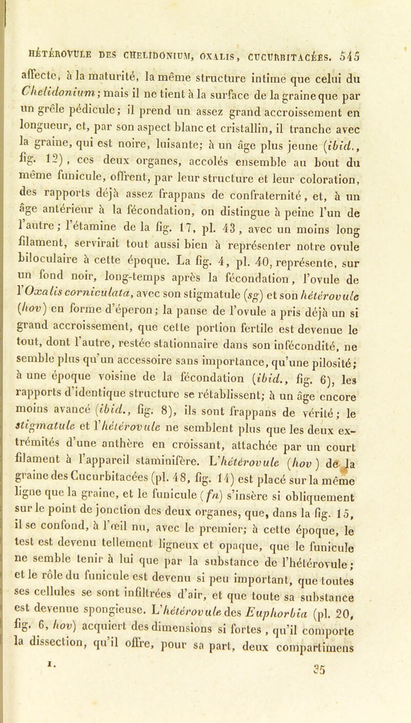 affecte, à la maturité, la même structure intime que celui du Ckelidonium ; mais il ne tient h la surface de la graine que par un grêle pédicule; il prend un assez grand accroissement en longueur, et, par son aspect blanc et ci'istallin, il tranche avec la graine, qui est noire, luisante; h un âge plus jeune {ibid., hg. 12), ces deux organes, accolés ensemble au bout du même funicule, offi’ent, par leur structure et leur coloration, des rapports déjà assez frappans de confraternité, et, à un âge antérieur à 1a fécondation, on distingue à peine l’un de 1 antre ; 1 étamine de la fig. 17, pl. 43, avec un moins long filament, servirait tout aussi bien à représenter notre ovule biloculaire à cette époque. La fig. 4, pl. 40, représente, sur un fond noir, long-temps après la fécondation, l’ovule de 1 Oxalis corniculata, avec son stigmatule (sg) et son kélérovule {hov) en forme d’éperon; la panse de l’ovule a pris déjà un si grand accroissement, que celte portion fertile est devenue le tout, dont 1 autre, restée stationnaire dans son infécondité, ne semble plus qu’un accessoire sans importance, qu’une pilosité; à une époque voisine de la fécondation {ibid., fig. 6), les rapports d’identique structure se rétablissent; à un âge encore moins avance {ibid., fig. 8), ils sont frappans de vérité; le stigmatule et 1 kéièvovule ne semblent plus que les deux ex- trémités d une anthere en croissant, attachée par un court filament à l’appareil staminifère. Vhétèrovule {hov) déjà graine des Cucurbitacées (pl. 48, fig. 14) est placé sur la même ligne que la graine, et le funicule (/^) s’insère si obliquement sur le point de jonction des deux organes, que, dans la fig. 15, il se confond, à 1 œil nu, avec le premier; à cette époque, le test est devenu tellement ligneux et opaque, que le funicule ne semble tenir à lui que par la substance de l’hétérovule; et le rôle du funicule est devenu si peu important, que toutes ses cellules se sont infiltrées d’air, et que toute sa substance est devenue spongieuse. Vhétérovule des Euphorbia (pl. 20, fig. 6, hov) acquiert des dimensions si fortes , qu’il comporte la dissection, qu’il offre, pour sa part, deux compartimens 25 I.