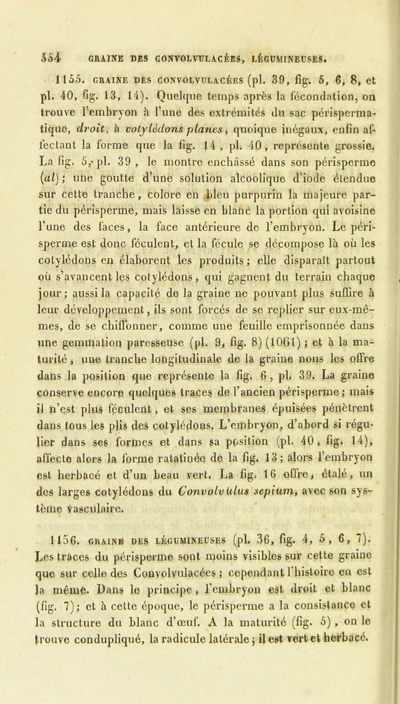 1155. GRAINE DES CONVOLVULACÉES {pl. 39, flg. 6, 6, 8, Ct pl. 40, flg. 13, 14). Quelque temps après la fécondation, on trouve l’embryon à Tune des extrémités du sac périsperma- tique, droit, h cotylédons planes i quoique inégaux, enfin af- fectant la forme que la fig. 14 , pl. 40, représente grossie. La fig. S,*pl. 39 , le montre enchâssé dans son périsperme [al) ; une goutte d’une solution alcoolique d’iode étendue sur cette tranche, colore en bleu purpurin la majeure par- tie du périsperme, mais laisse en blanc la portion qui avoisine l’une des faces, la face antérieure de l’embryon. Le péri- sperme est donc féculent, et la fécule se décompose là où les cotylédons en élaborent les produits ; elle disparaît partout où s’avancent les cotylédons, qui gagnent du terrain chaque jour; aussi la capacité de la graine ne pouvant plus suffire à leur développement, ils sont forcés de se replier sur eux-mê- mes, de se chiffonner, comme une feuille emprisonnée dans une gemmation paresseuse (pl. 9, fig. 8) (1061) ; et à la ma- turité , une tranche longitudinale de la graine nous les offre dans la position que représente la fig. 6, pl. 39. La graine conserve encore quelques traces de l’ancien périsperme; mais il n’est plus féculent, et ses membranes épuisées pénètrent dans tous les plis des cotylédons. L’embryon, d’abord si régu- lier dans ses formes et dans sa position (pl. 40 j fig. 14), affecte alors la forme ratatinée de la fig. 13; alors l’embryon est herbacé et d’un beau vert, La fig, 16 offrei étalé, un des larges cotylédons du Convolv iilus sepium, avec son sys- tème Vasculaire. 1156. GRAIN» DES LÉGUMINEUSES (pl. 36, fig. 4, 5, 6, 7). Les traces du périsperme sont moins visibles sur cette graine que sur celle des Convolvulacées ; cependant riiisloiro en est la même. Dans le principe, l’embryon est droit et blanc (fig. 7); et à cette époque, le périsperme a la consistance et la structure du blanc d’œuf. A la maturité (fig. 5), on le trouve condupliqué, la radicule latérale j il est vert et herbacé.