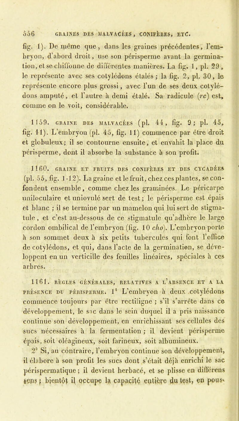 fig. 1). De même que, dans les graines précédentes, l’em- bryon, d’abord droit, use son périsperme avant la germina- tion, et se cbillonne de diflérentes manières. La fig. 1, pl. 29, le représente avec ses cotylédons étalés; la fig. 2, pl. 30, le représente encore plus grossi, avec l’un de ses deux cotylé- dons amputé, et l’autre à demi étalé. Sa radicule (rc) est, comme on le voit, considérable. 1159. GRAINE DES WALVACÉES (pl. 44, fig. 9; pl. 45, fig. 11). L’embryon (pl. 45, fig. Il) commence par être droit et globuleux; il se contourne ensuite, et envahit la place du périsperme, dont il absorbe la substance à son profit. 1160. GRAINE ET FRUITS DES CONIFIjEES ET DES CYCADÉES (pl. 55, fig. 1 -12). La graine et le fruit, chez ces plantes, se con- fondent ensemble, comme chez les graminées, Le péricarpe uniloculaire et uniovulé sert de test ; le périsperme est épais et hlanc ; il se termine par un mamelon qui lui sert de stlgma- tnle, et c’est au-dessous de ce stigmatule qu’adhère le large cordon ombilical de l’embryon (fig. 10 clio). L’embryon porte à son sommet deux h six petits tubercules qui font l’olfice de cotylédons, et qui, dans l’acte de la germination, se déve- loppent en un verticille des feuilles linéaires, spéciales à ces arbres. 1161. RÎiGLES GÈNinALES, RELATIVES A l’aBSENCE ET A LA PRÉSENCE DU PÉRISPERME. 1“ L’embryoïi è deux cotylédons commence toujours par être rectiligne ; s’il s’arrête dans ce développement, le sac dans le sein duquel il a pris naissance continue son développement, en enrichissant ses cellules des sucs nécessaires à la fermentation ; il devient périsperme épais, soit oléagineux, soit farineux, soit albumineux. 2“ Si, au contraire, fembryon continue son développement, il élabore à son profit les sucs dont s’était déjà enrichi le sac périspermatique ; il devient herbacé, et se plisse en difl'érens seps J bientôt il occupe la capacité eulièce 4u test, en pous»