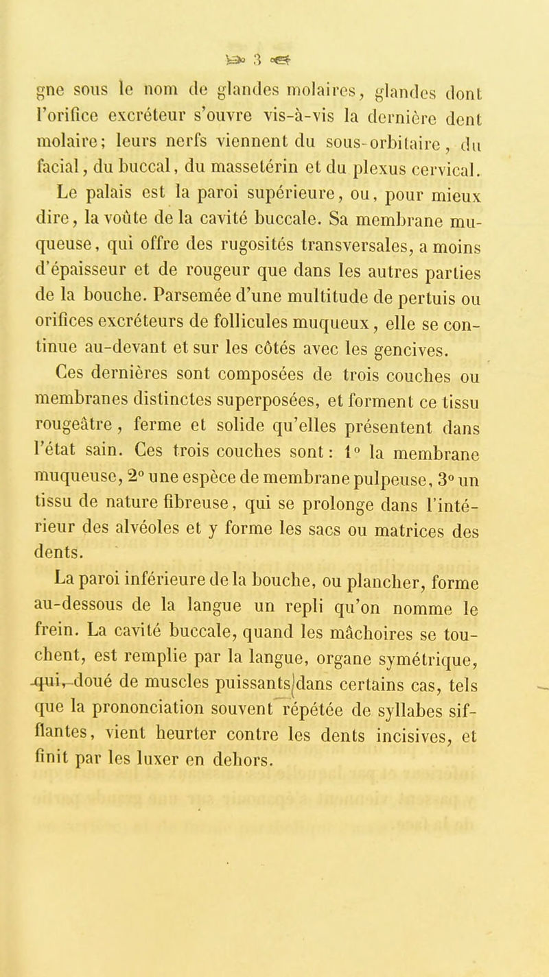 gne sous le nom de glandes molaires, glandes dont l'orifice excréteur s'ouvre vis-à-vis la dernière dent molaire; leurs nerfs viennent du sous-orbilaire, du facial, du buccal, du masselérin et du plexus cervical. Le palais est la paroi supérieure, ou, pour mieux dire, la voûte de la cavité buccale. Sa membrane mu- queuse , qui offre des rugosités transversales, a moins d'épaisseur et de rougeur que dans les autres parties de la bouche. Parsemée d'une multitude de pertuis ou orifices excréteurs de follicules muqueux, elle se con- tinue au-devant et sur les côtés avec les gencives. Ces dernières sont composées de trois couches ou membranes distinctes superposées, et forment ce tissu rougeâtre, ferme et solide qu'elles présentent dans l'état sain. Ces trois couches sont: 1° la membrane muqueuse, 2« une espèce de membrane pulpeuse, S un tissu de nature fibreuse, qui se prolonge dans l'inté- rieur des alvéoles et y forme les sacs ou matrices des dents. La paroi inférieure delà bouche, ou plancher, forme au-dessous de la langue un repli qu'on nomme le frein. La cavité buccale, quand les mâchoires se tou- chent, est remplie par la langue, organe symétrique, -quir-doué de muscles puissantsjdans certains cas, tels que la prononciation souvent répétée de syllabes sif- flantes, vient heurter contre les dents incisives, et finit par les luxer en dehors.