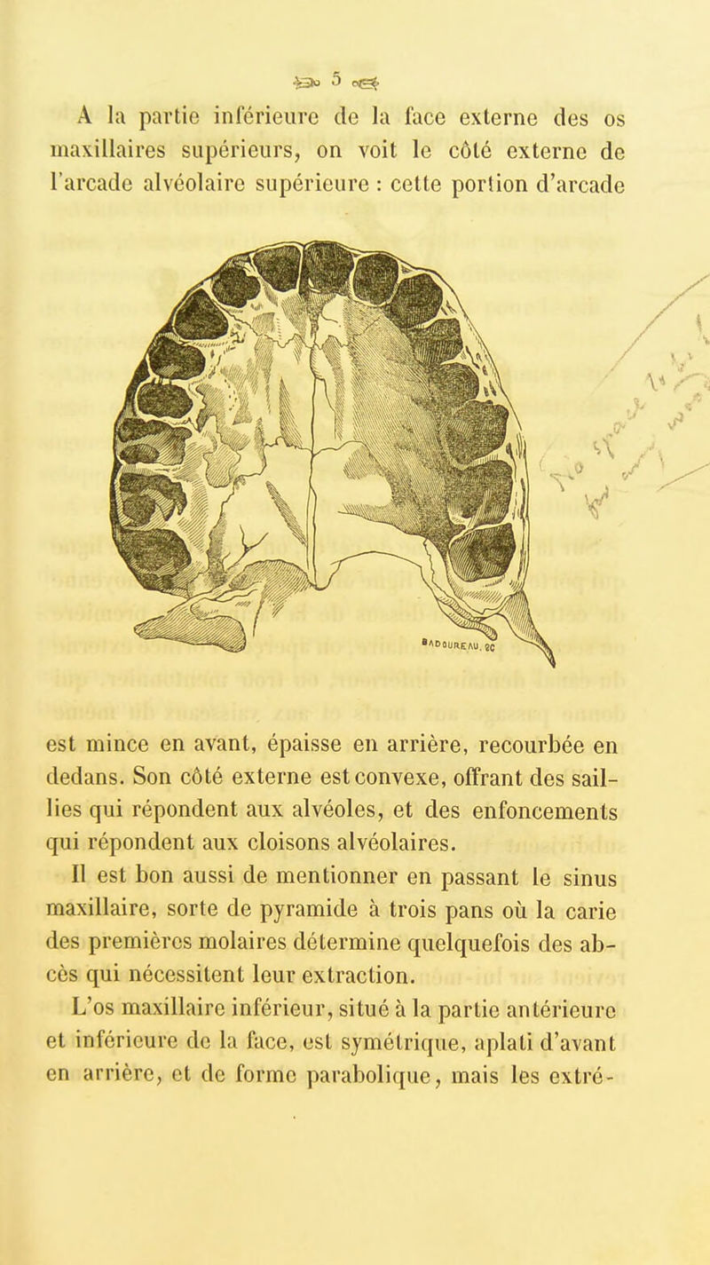 A lu partie inférieure de la face externe des os maxillaires supérieurs, on voit le côté externe de l'arcade alvéolaire supérieure : cette portion d'arcade est mince en avant, épaisse en arrière, recourbée en dedans. Son côté externe est convexe, offrant des sail- lies qui répondent aux alvéoles, et des enfoncements qui répondent aux cloisons alvéolaires. Il est bon aussi de mentionner en passant le sinus maxillaire, sorte de pyramide à trois pans où la carie des premières molaires détermine quelquefois des ab- cès qui nécessitent leur extraction. L'os maxillaire inférieur, situé à la partie antérieure et inférieure de la face, est symétrique, aplati d'avant en arrière, et de forme parabolique, mais les extré-