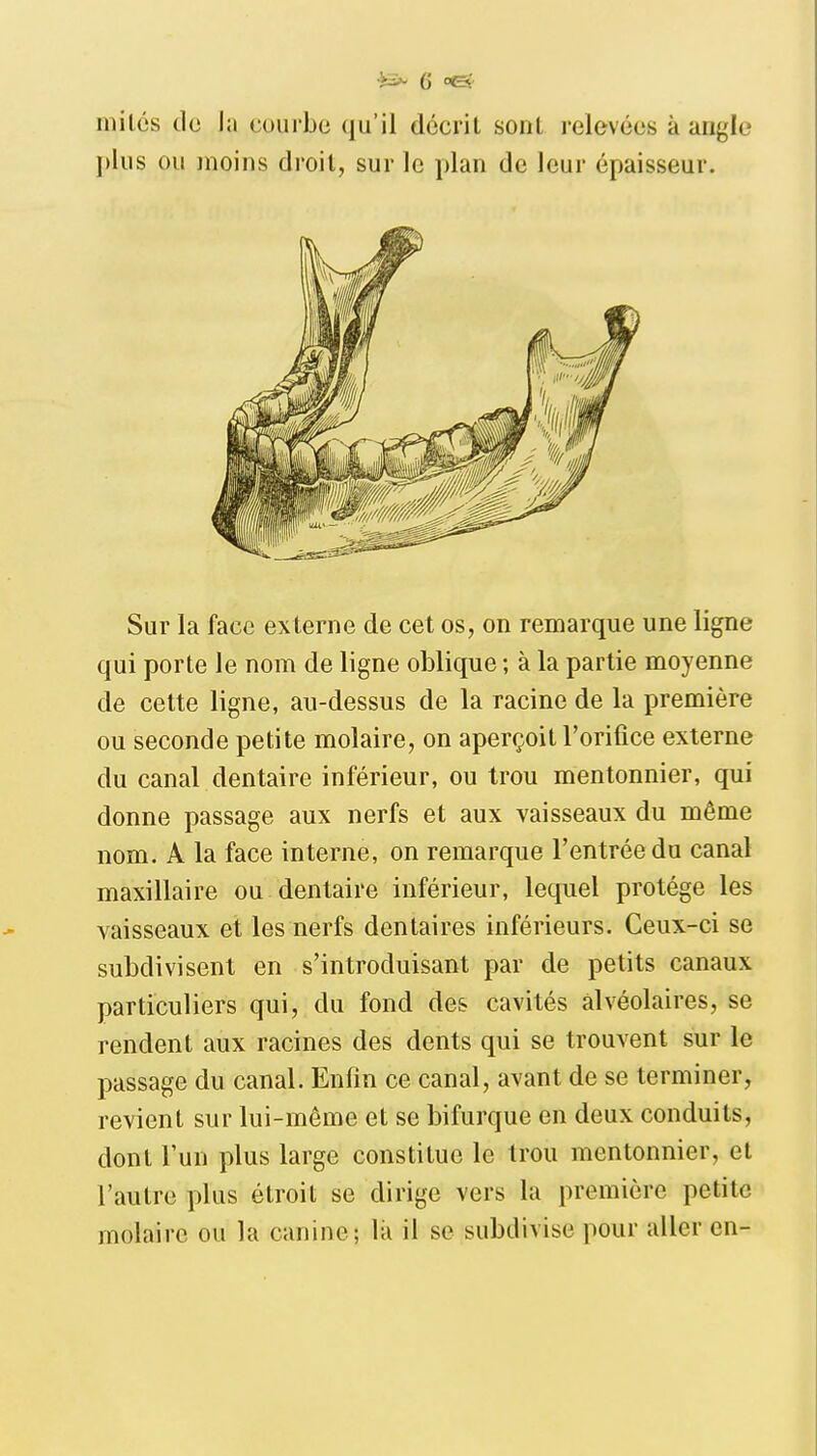 niilés de h courbe qu'il décrit sont relevées à angle plus ou moins droit, sur le plan de leur épaisseur. Sur la face externe de cet os, on remarque une ligne qui porte le nom de ligne oblique ; à la partie moyenne de cette ligne, au-dessus de la racine de la première ou seconde petite molaire, on aperçoit l'orifice externe du canal dentaire inférieur, ou trou mentonnier, qui donne passage aux nerfs et aux vaisseaux du même nom. A la face interne, on remarque l'entrée du canal maxillaire ou dentaire inférieur, lequel protège les vaisseaux et les nerfs dentaires inférieurs. Ceux-ci se subdivisent en s'introduisant par de petits canaux particuliers qui, du fond des cavités alvéolaires, se rendent aux racines des dents qui se trouvent sur le passage du canal. Enfin ce canal, avant de se terminer, revient sur lui-même et se bifurque en deux conduits, dont l'un plus large constitue le trou mentonnier, et l'autre plus étroit se dirige vers la première petite molaire ou la canine; là il se subdivise pour aller en-